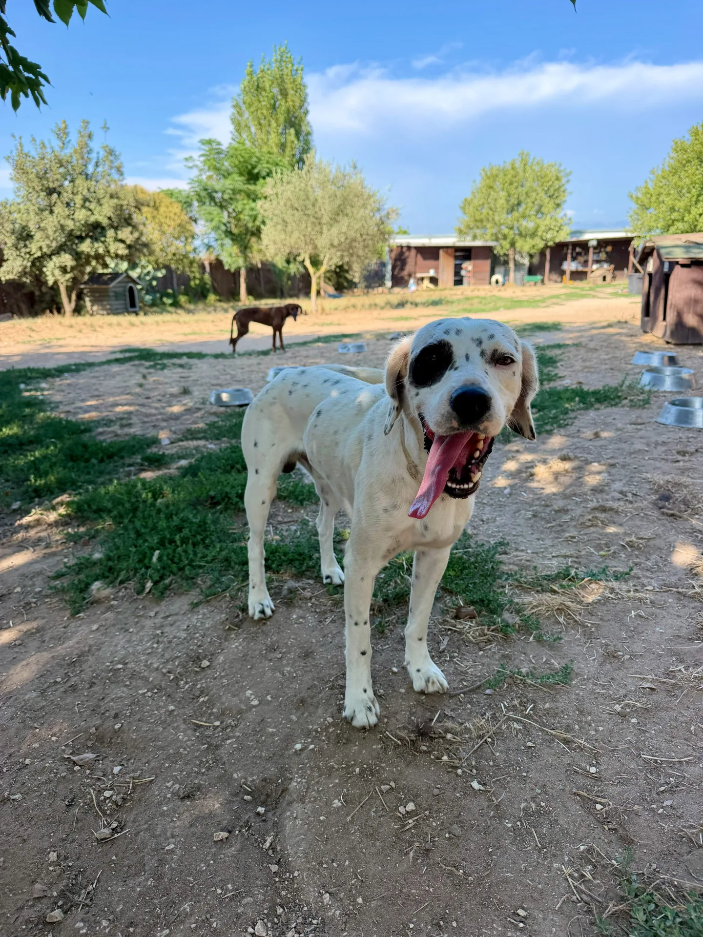 Oliver, cane Mix dalmata in adozione