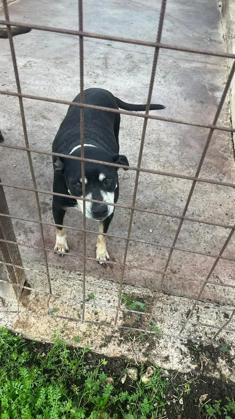 Nena, cane Meticcio in adozione a Siracusa - foto 2