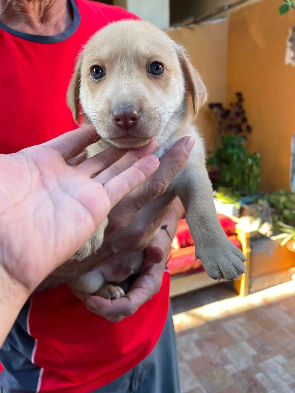 Axel, cane Meticcio in adozione a Frosinone - foto 3