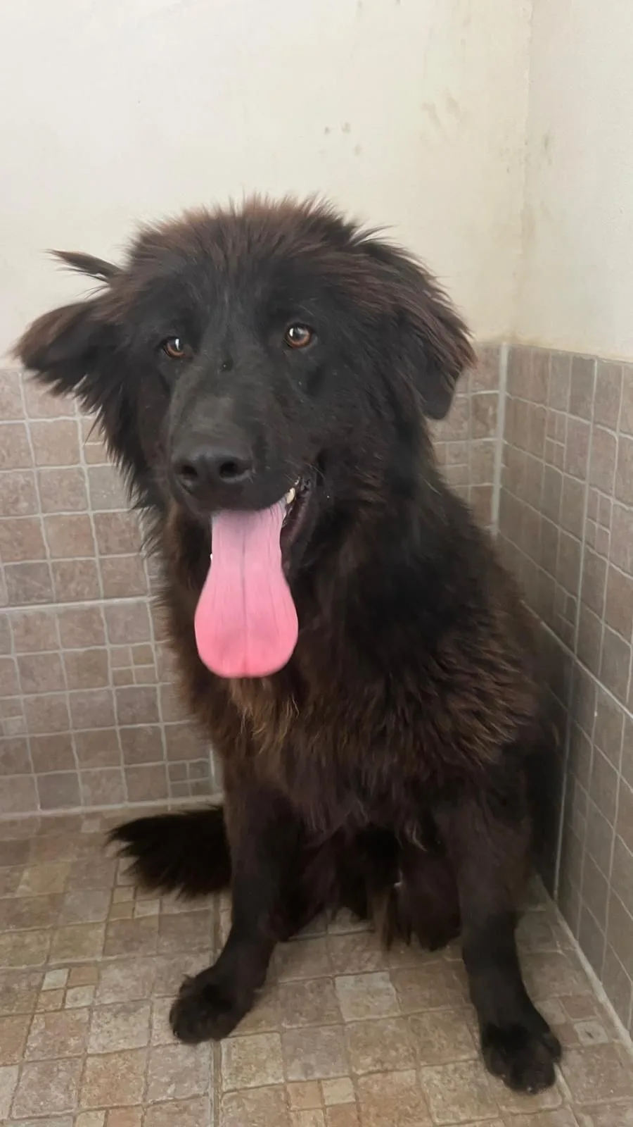Orso, cane Meticcio in adozione a Lecco - foto 2