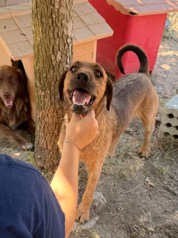 Oliver, cane Meticcio incrocio spinoncino in adozione a Padova - foto 4