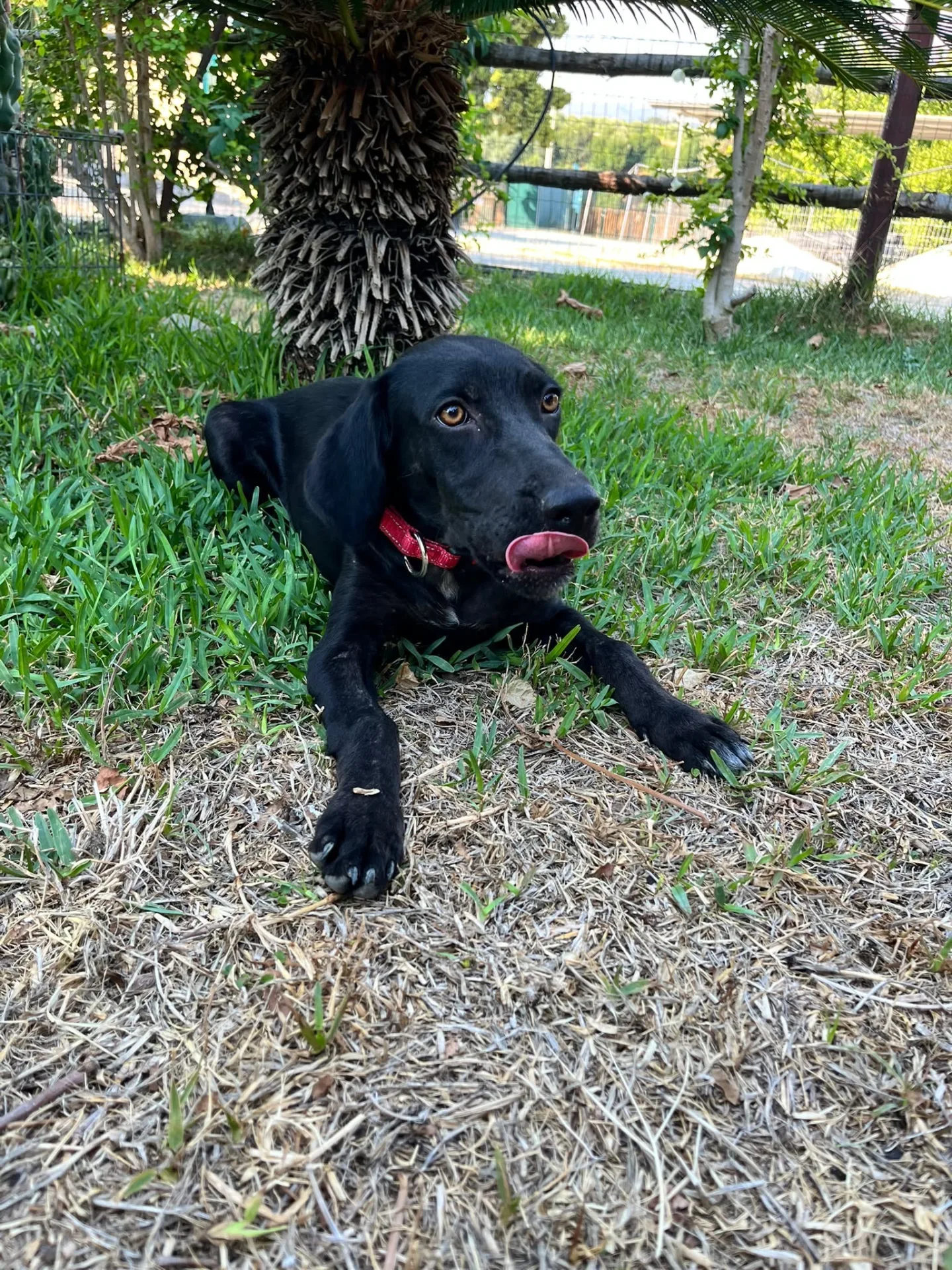 Vicky, cane in adozione a Siracusa - foto 2