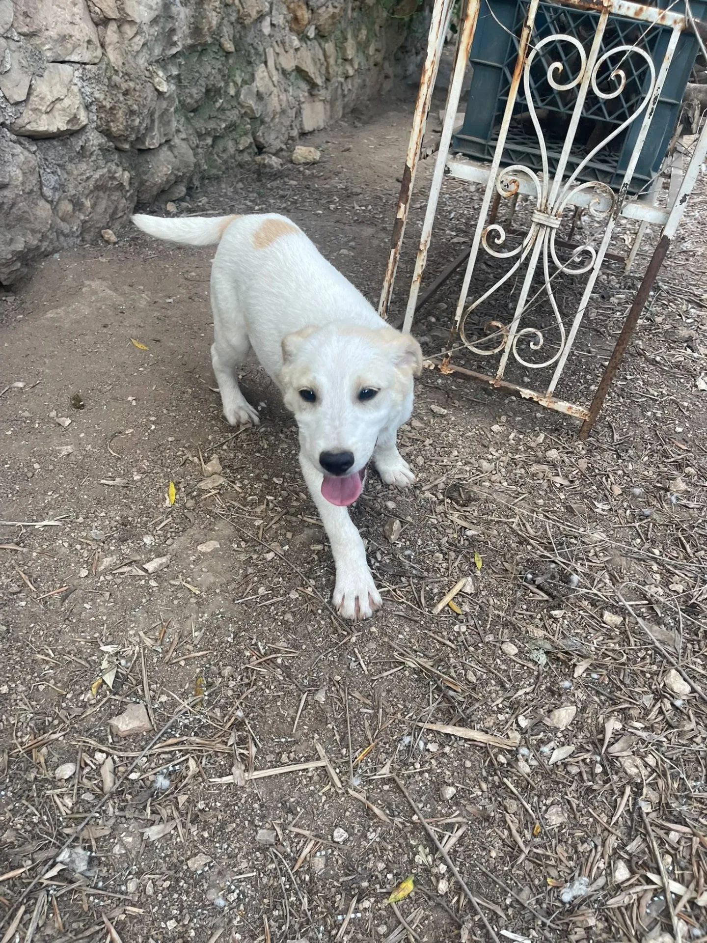 Malu adozione cucciolo cieco, cane meticcio in adozione a Latina - foto 4