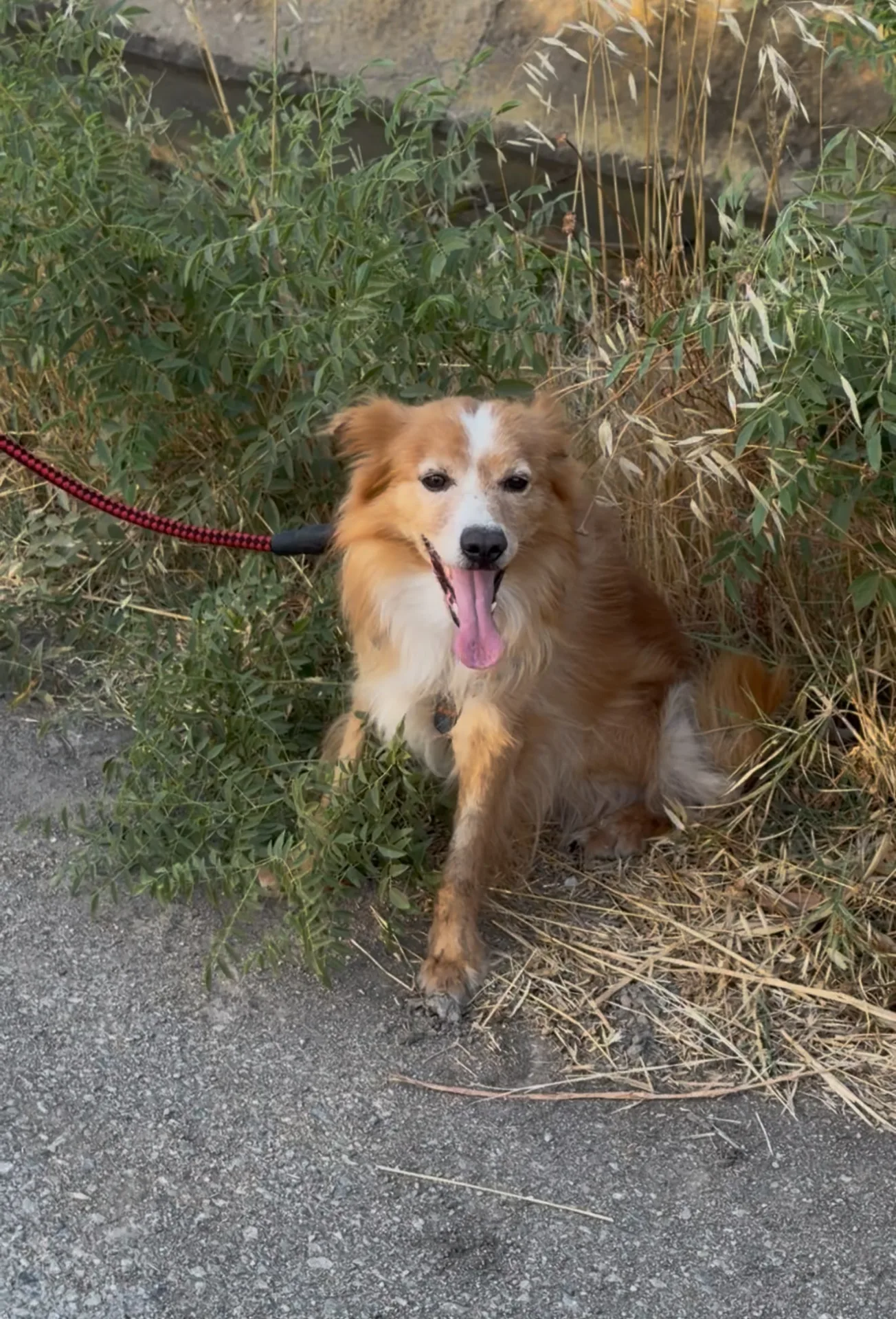 Ricky, cane Incrocio Volpino in adozione a Crotone - foto 3
