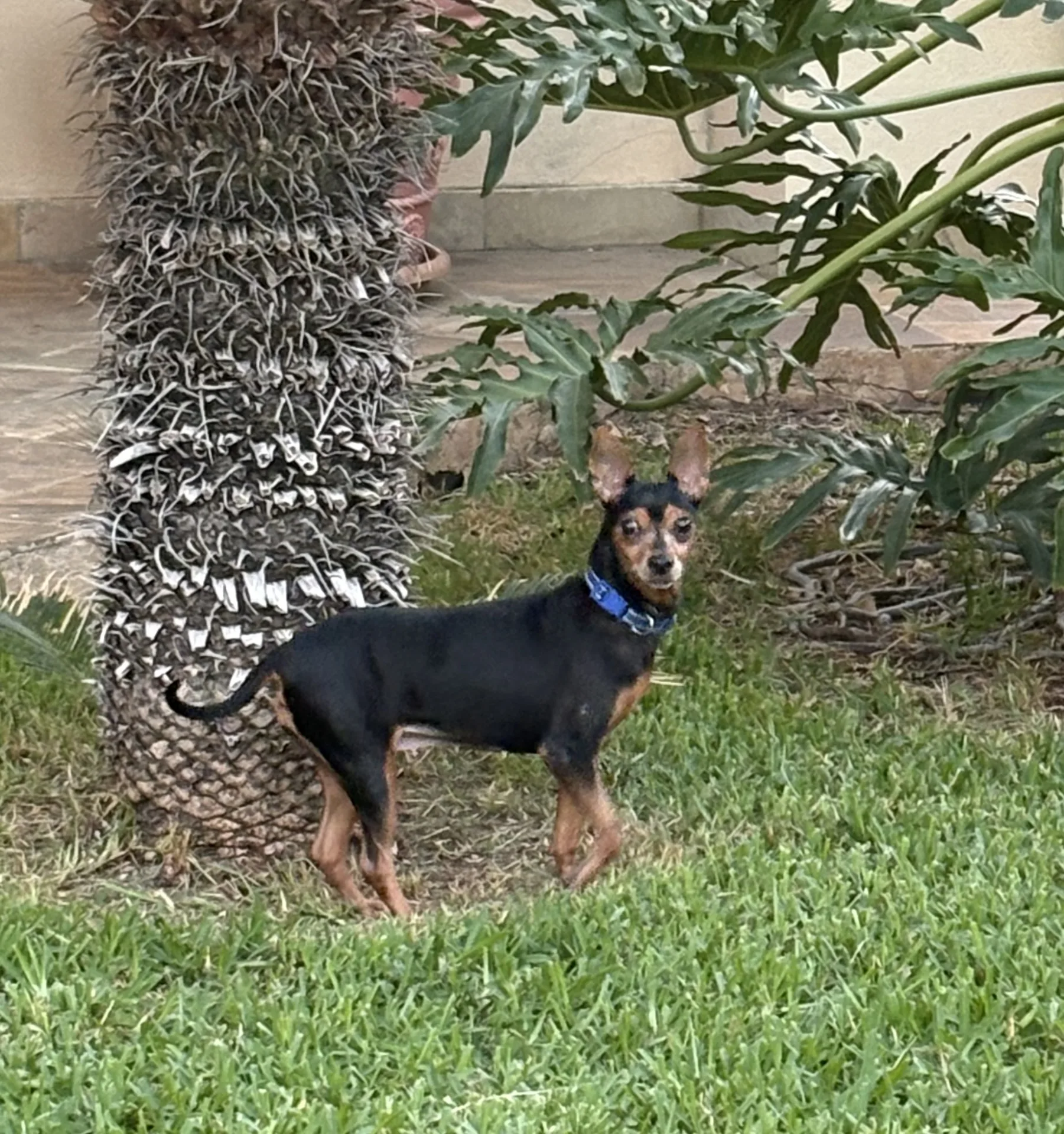 Coccolina, cane Pincher in adozione a Siracusa - foto 2