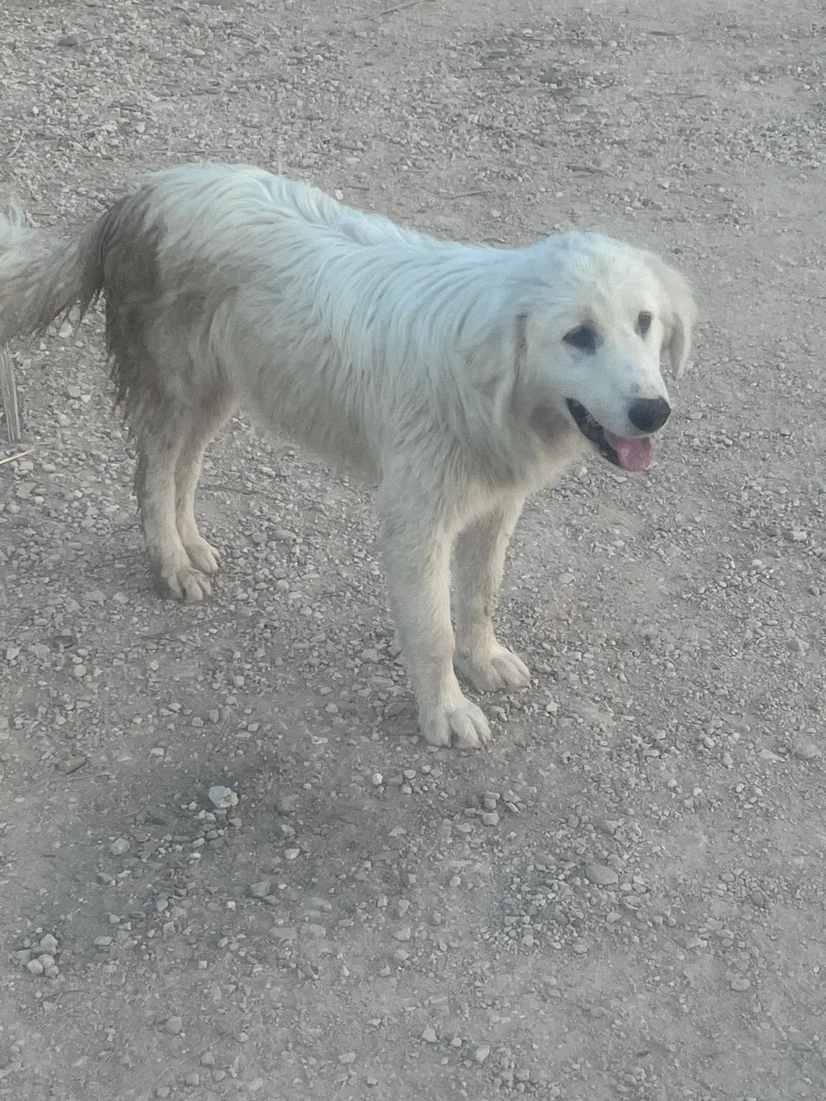 Lia, cane Maremmano o simil maremmano in adozione a Potenza