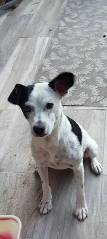 Macchietta, cane meticcio in adozione a Latina - foto 5