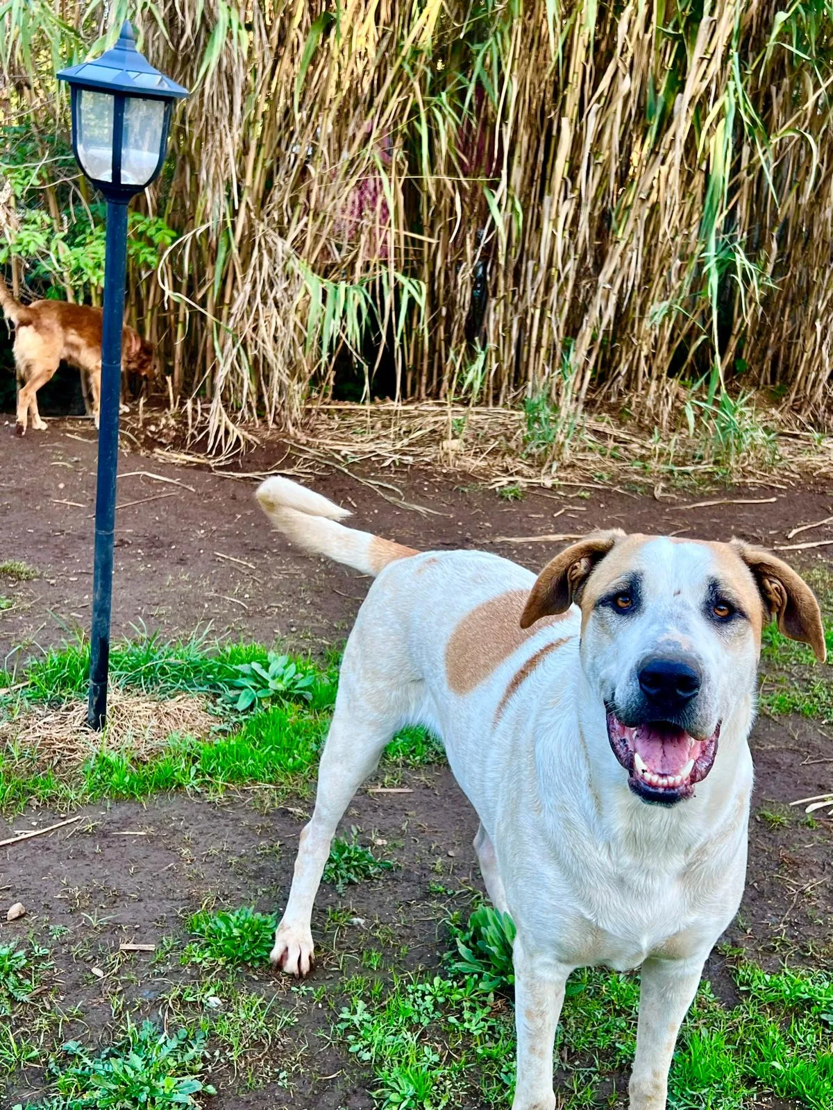 Buck, cane Meticcio in adozione a Roma