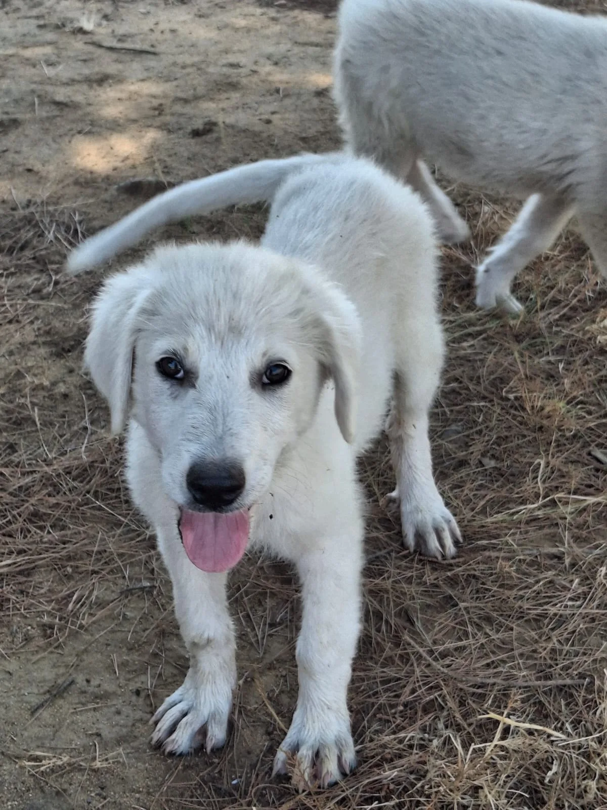 Provola, cane Mix Maremmano in adozione a Crotone - foto 2