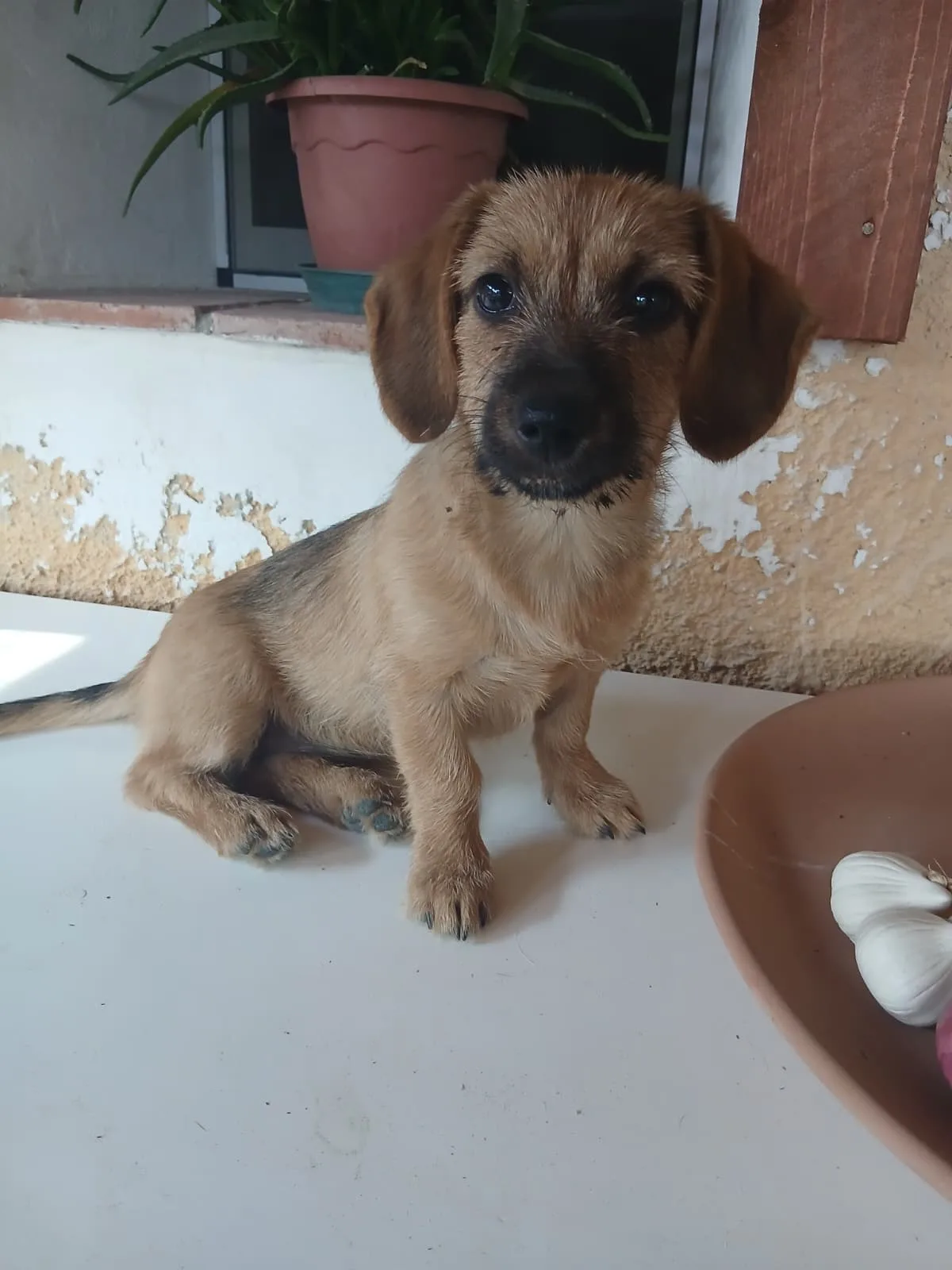 Ninetta, cane Meticcio in adozione