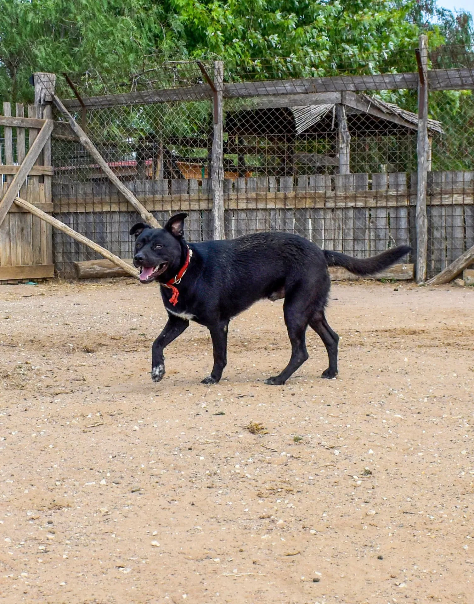 Riù, cane meticcio in adozione a Roma - foto 3