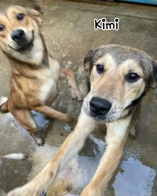 Kaya Kimi e Koko, cane meticcio in adozione a Latina - foto 3