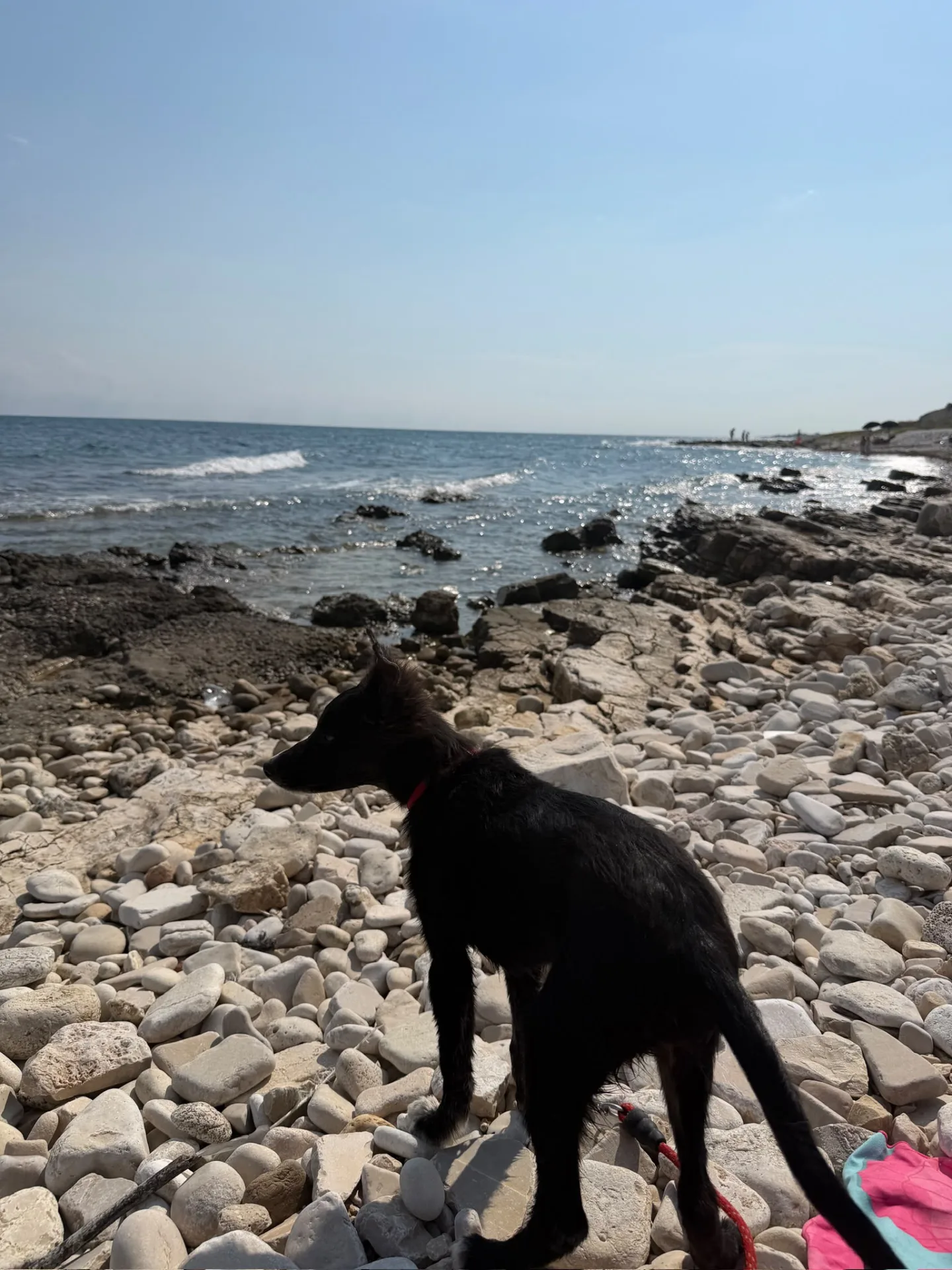 NAIMA, cane Meticcio in adozione a Bari