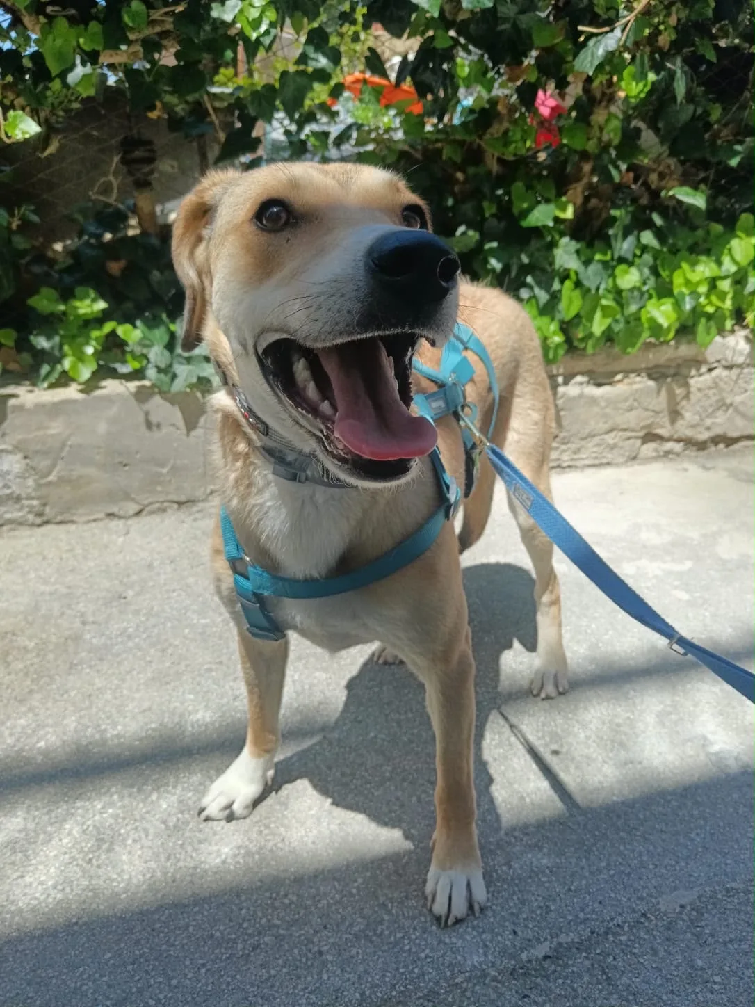 Foto 3 di Rory, cane Meticcio in adozione