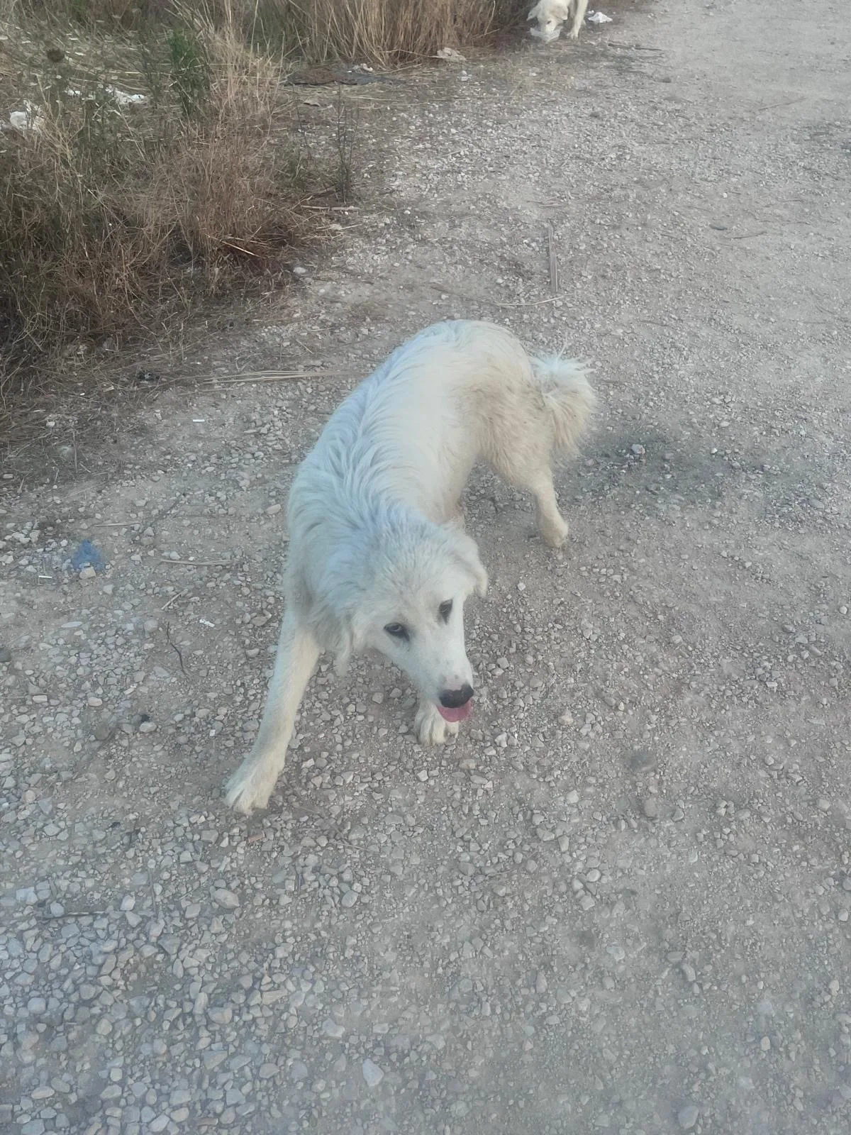 Lucky, cane Maremmano o simil maremmano in adozione a Potenza