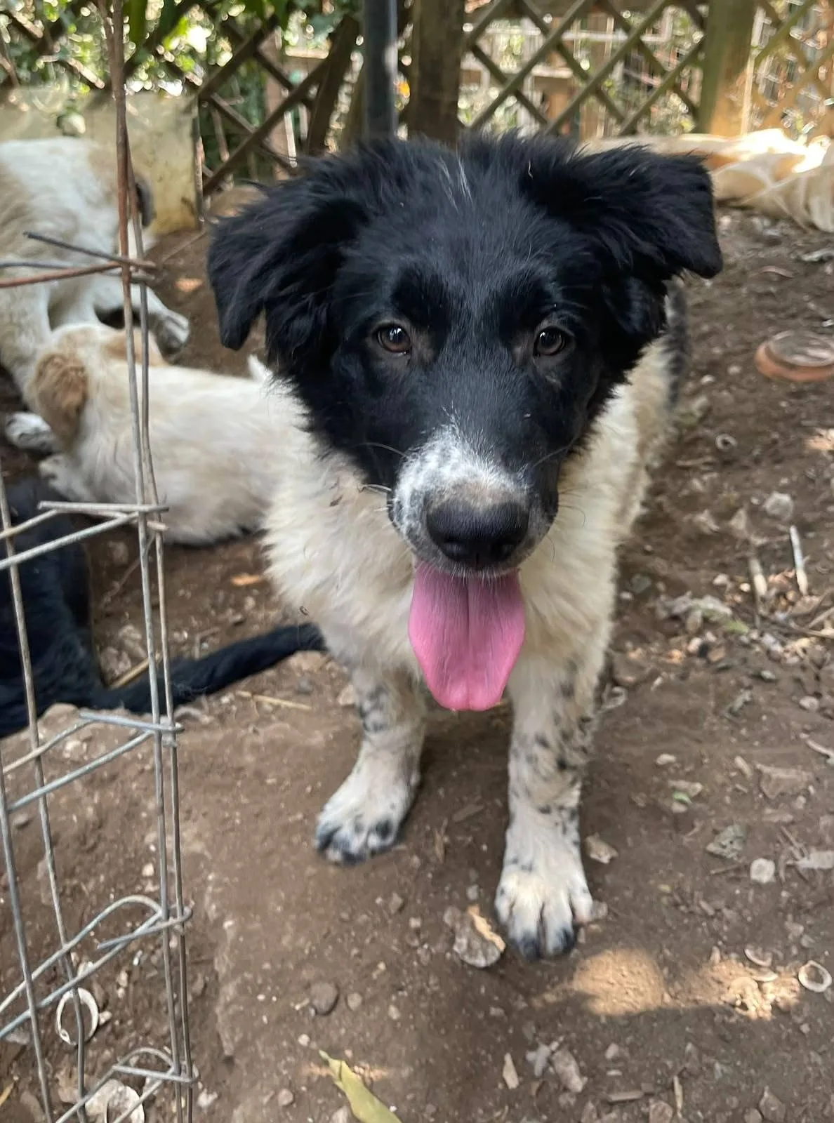 Mimì, cane meticcio in adozione a Latina - foto 2