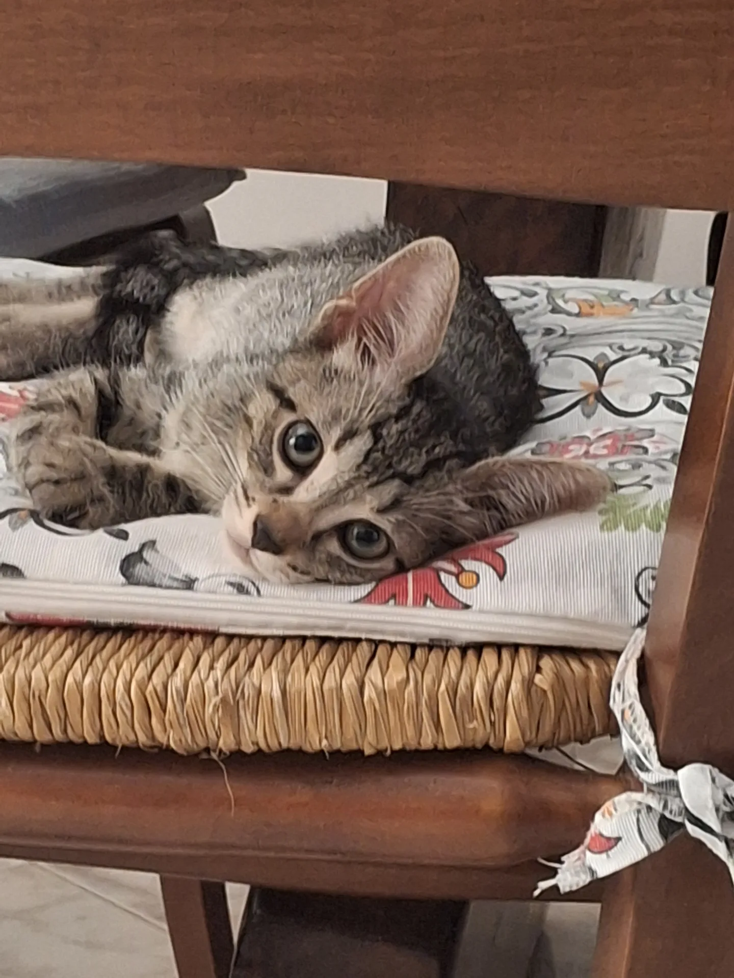 Teodoro, gatto Europeo in adozione a Palermo - foto 4