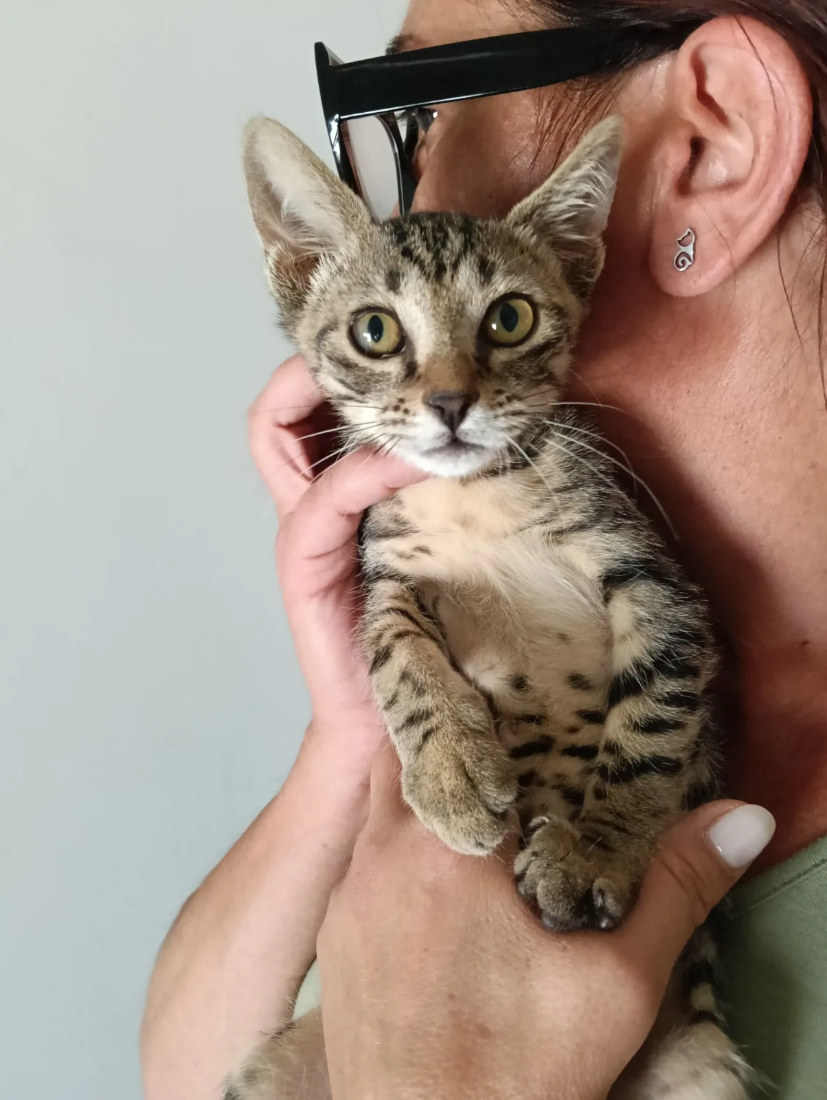Foto 1 di Calendula, gatto Europeo in adozione