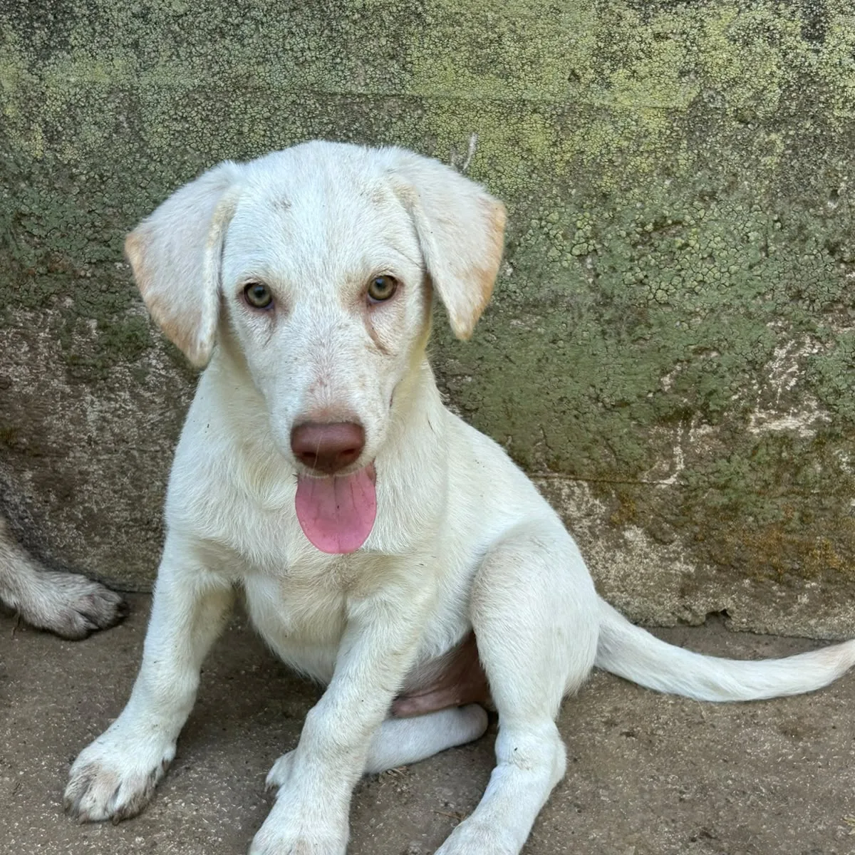 Lumi, cane Meticcio in adozione a Messina - foto 2