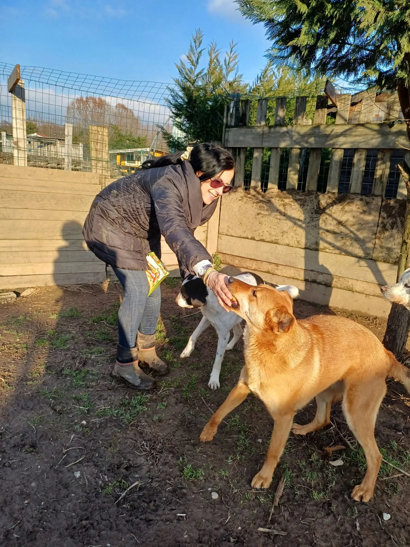 Milu', cane Meticcio in adozione a Milano - foto 3