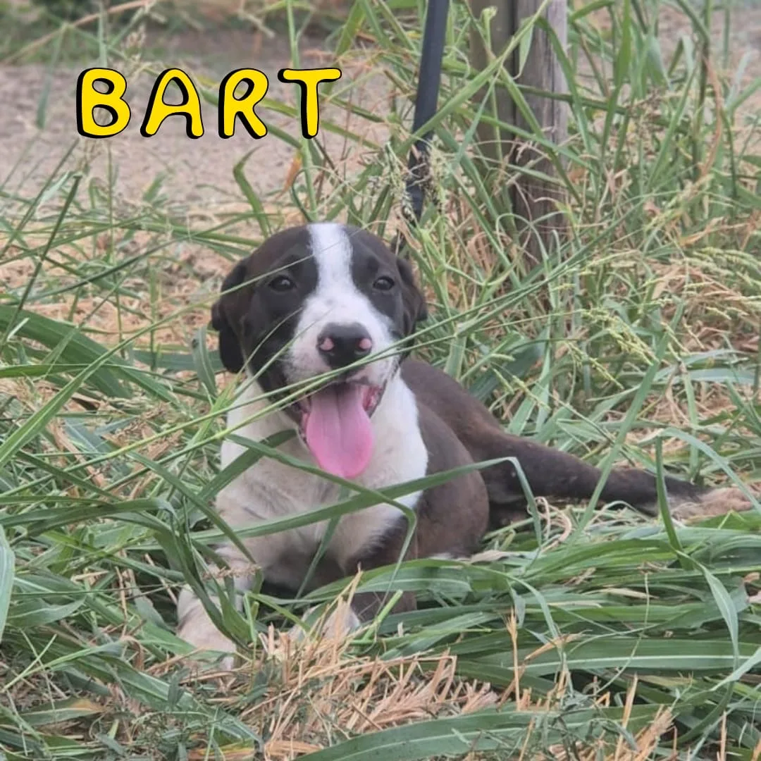 Bart, cane Meticcio in adozione a Crotone - foto 1