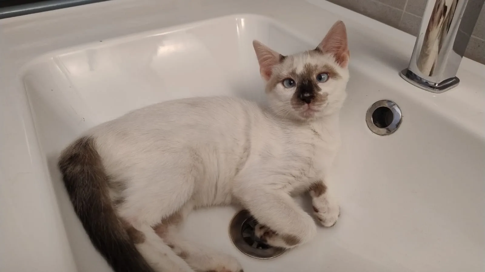 Matisse Suzanne e Monet, gatto Europeo in adozione a Milano - foto 2