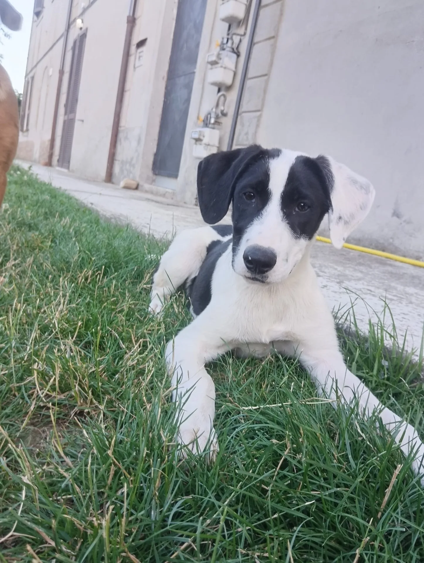 Cannella, cane Meticcia in adozione a Piacenza