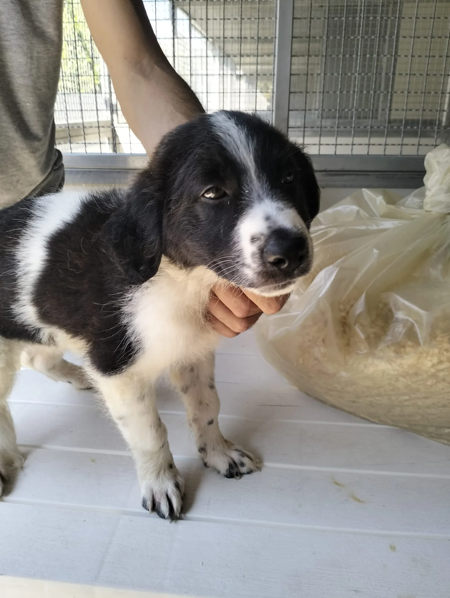 Stella, cane Meticcio in adozione a Ragusa