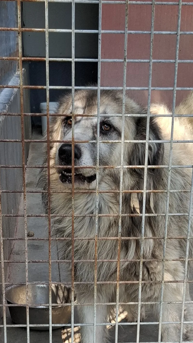 Tiberio, cane Meticcio in adozione a Napoli - foto 1
