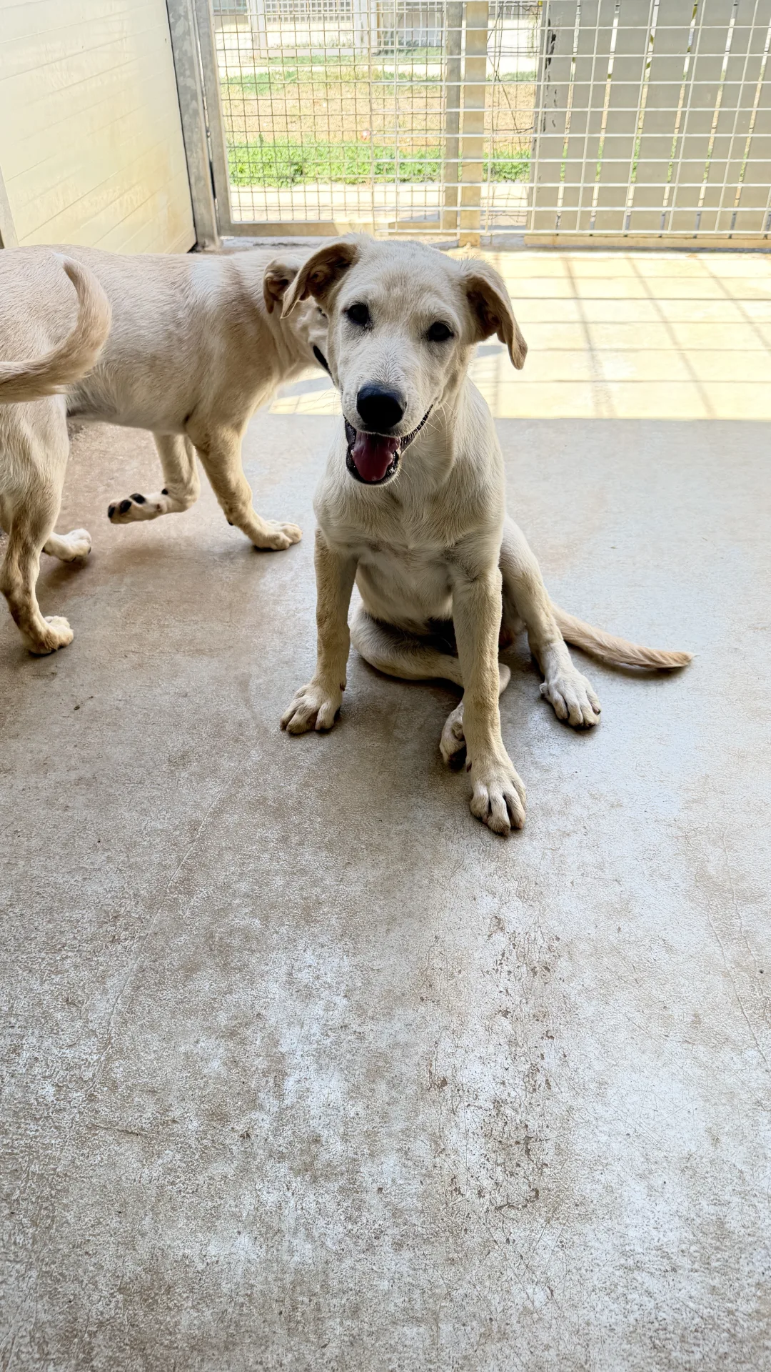 Foto 5 di Milud, cane Meticcio in adozione