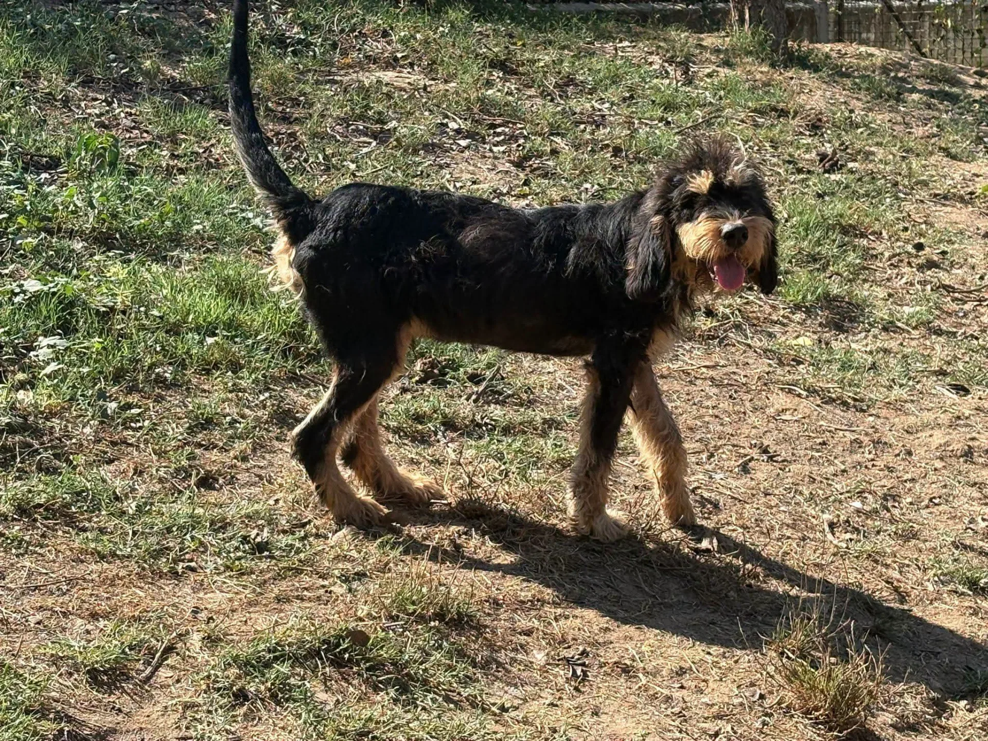 Foster, cane Meticcio in adozione a Vibo Valentia - foto 2