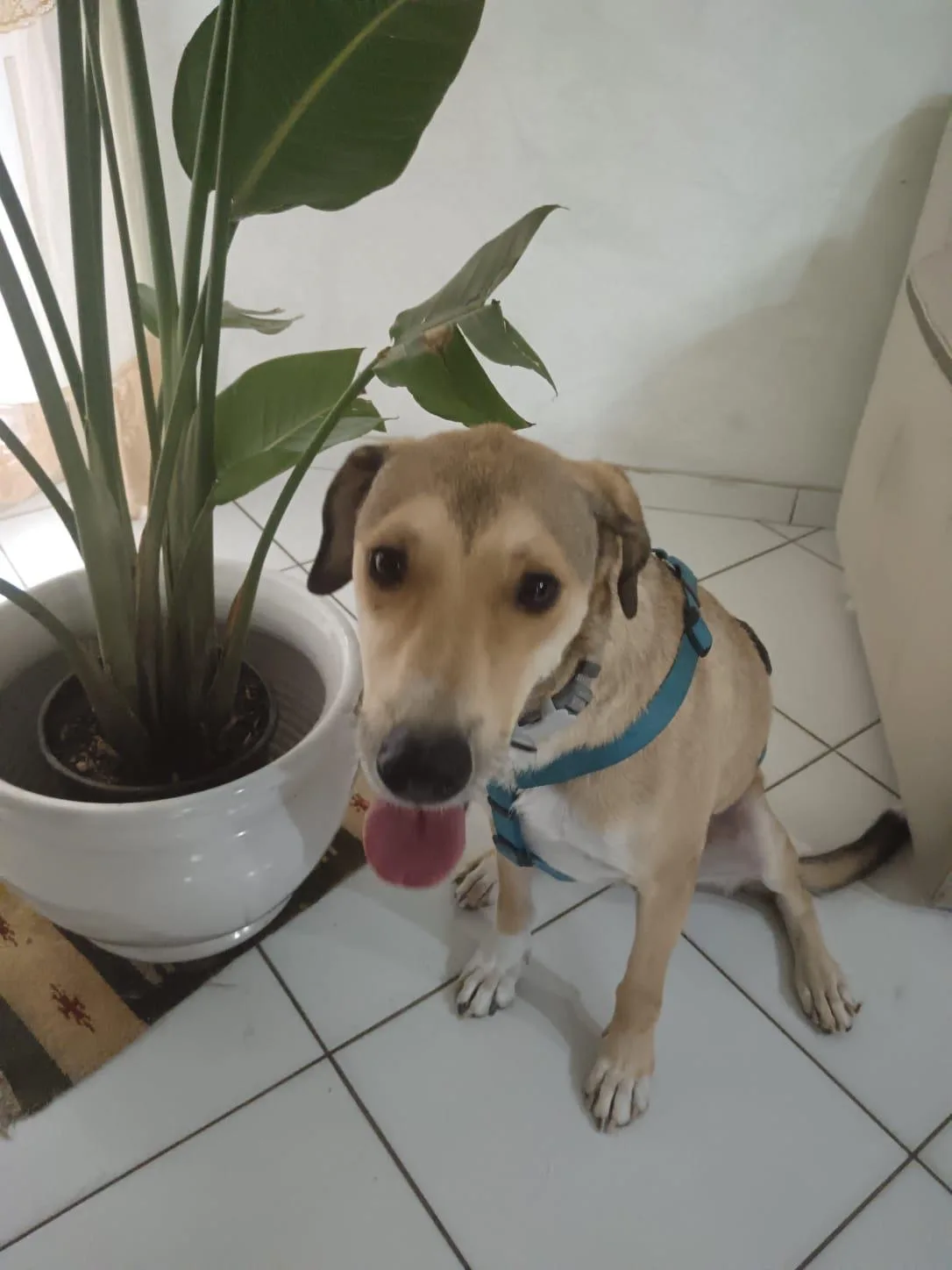 Foto 2 di Rory, cane Meticcio in adozione