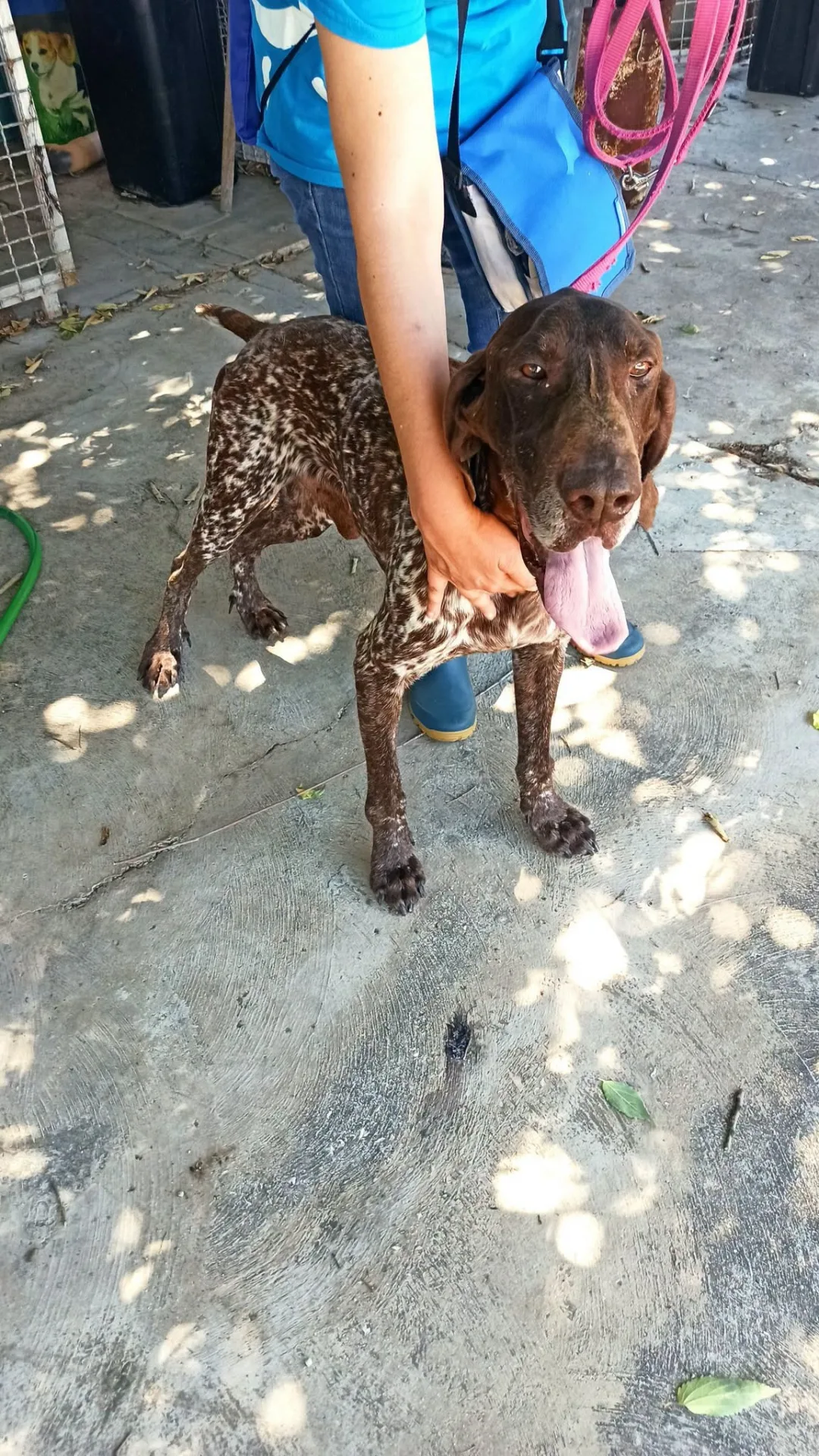 Nicholas, cane bracco tedesco in adozione a Bari - foto 3
