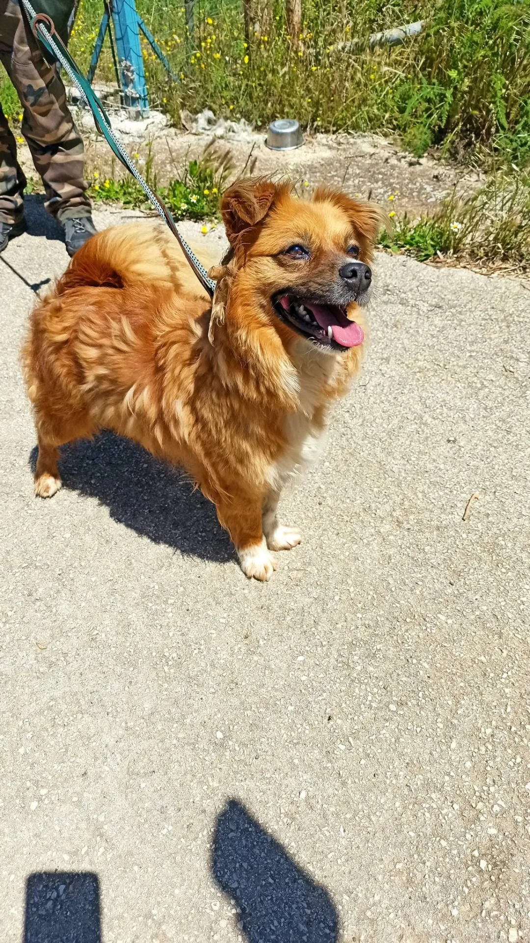 Thor, cane Volpino in adozione a Bari - foto 4