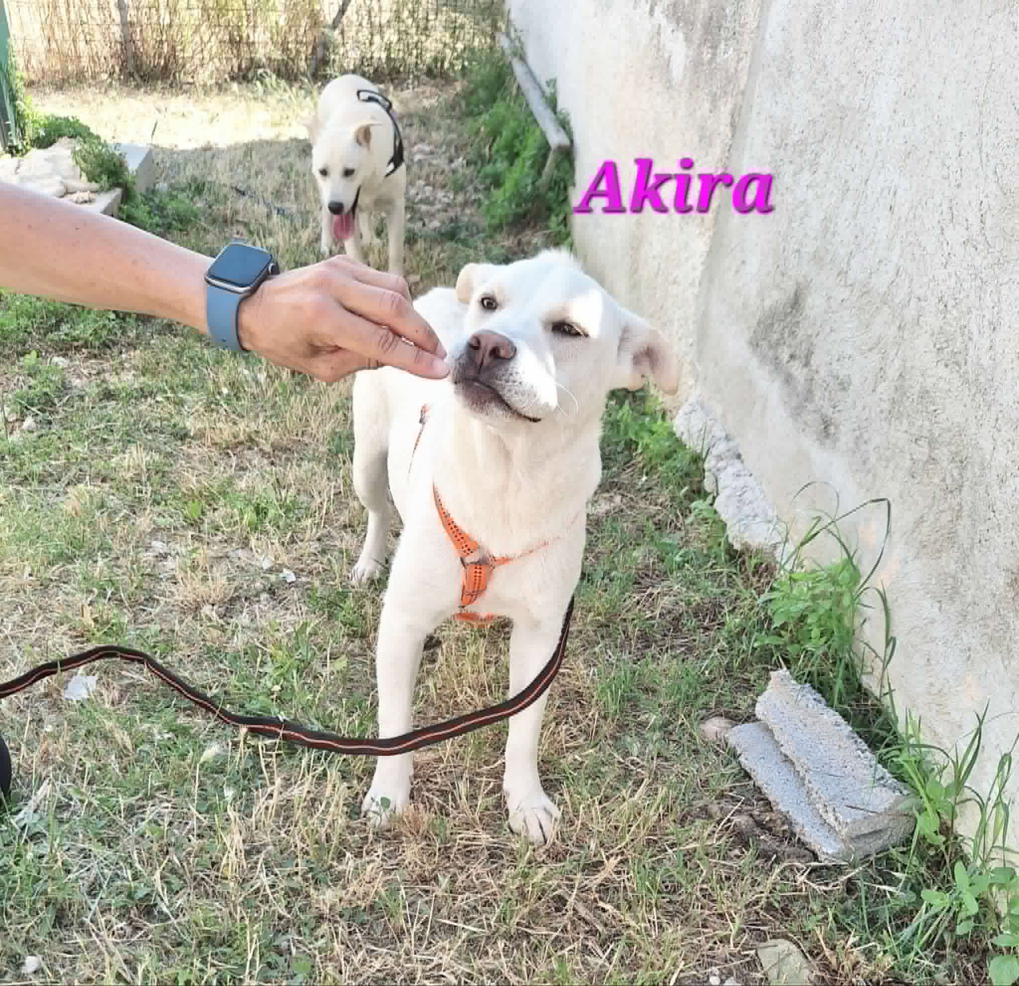 Foto 3 di Akira, cane meticcio in adozione