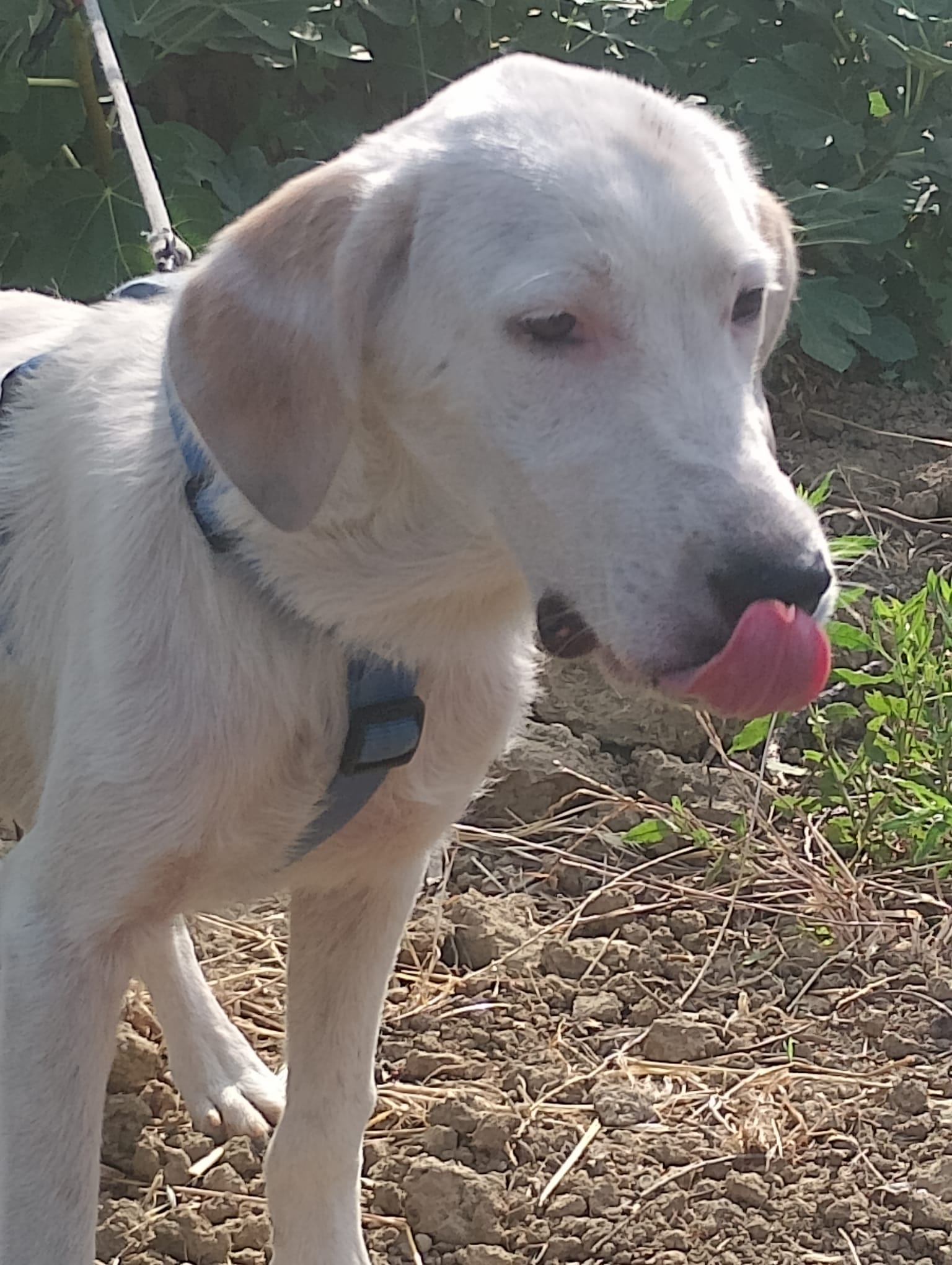 Jack, cane Segugio in adozione a Cosenza - foto 3