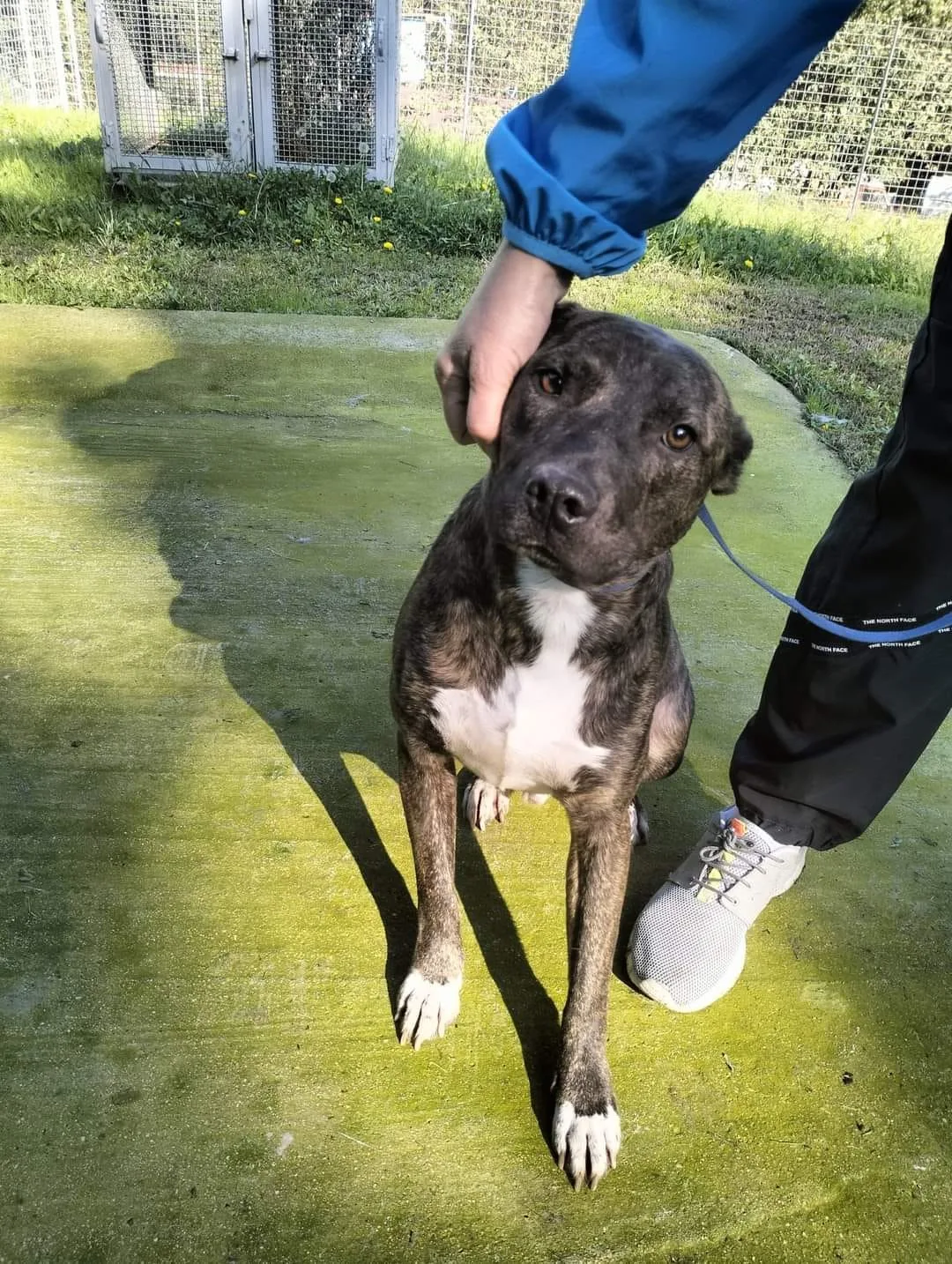 Apollo, cane meticcio in adozione a Latina - foto 1