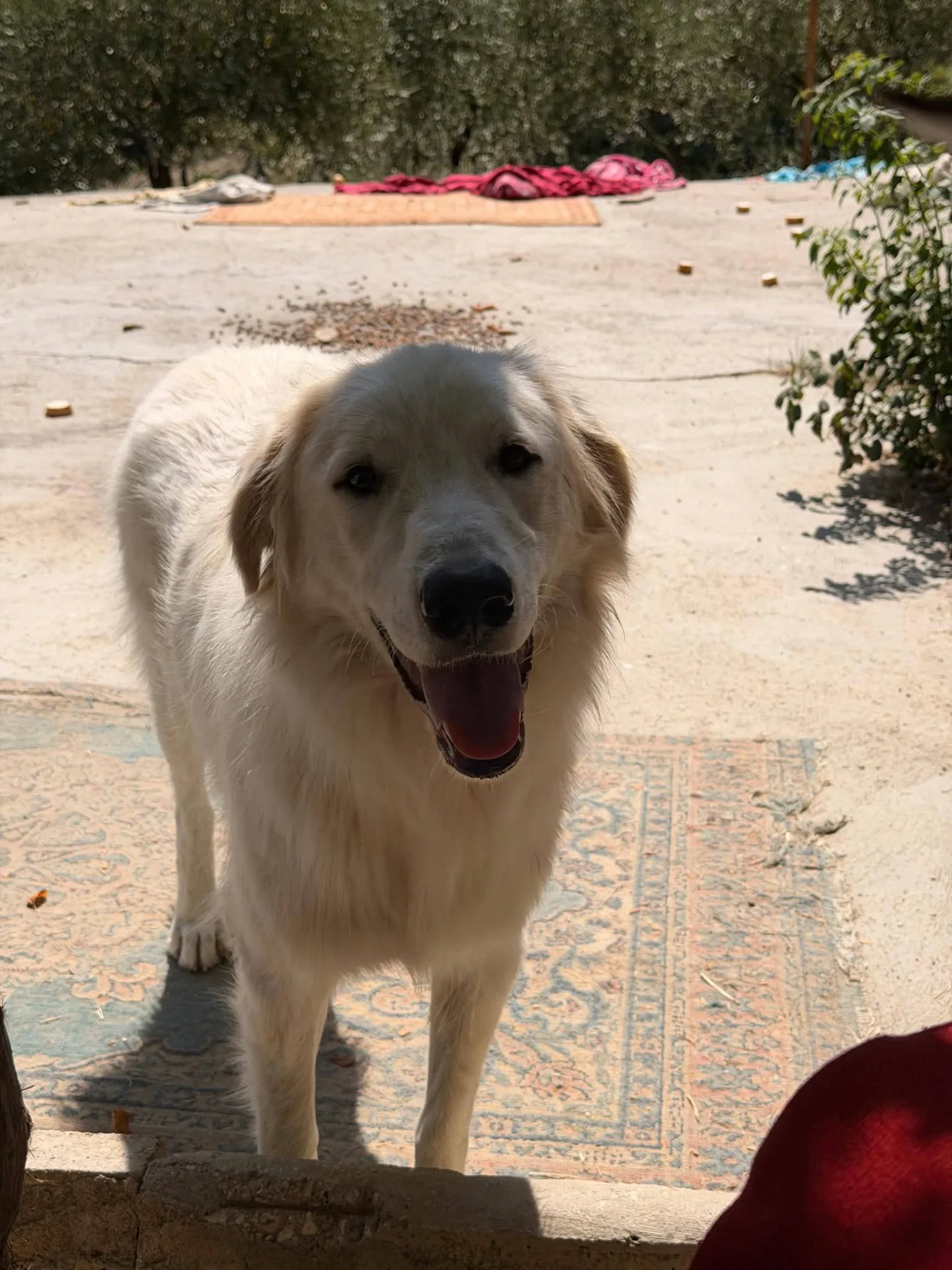 Thiago, cane Mix Pastore abruzzese in adozione a Firenze - foto 3