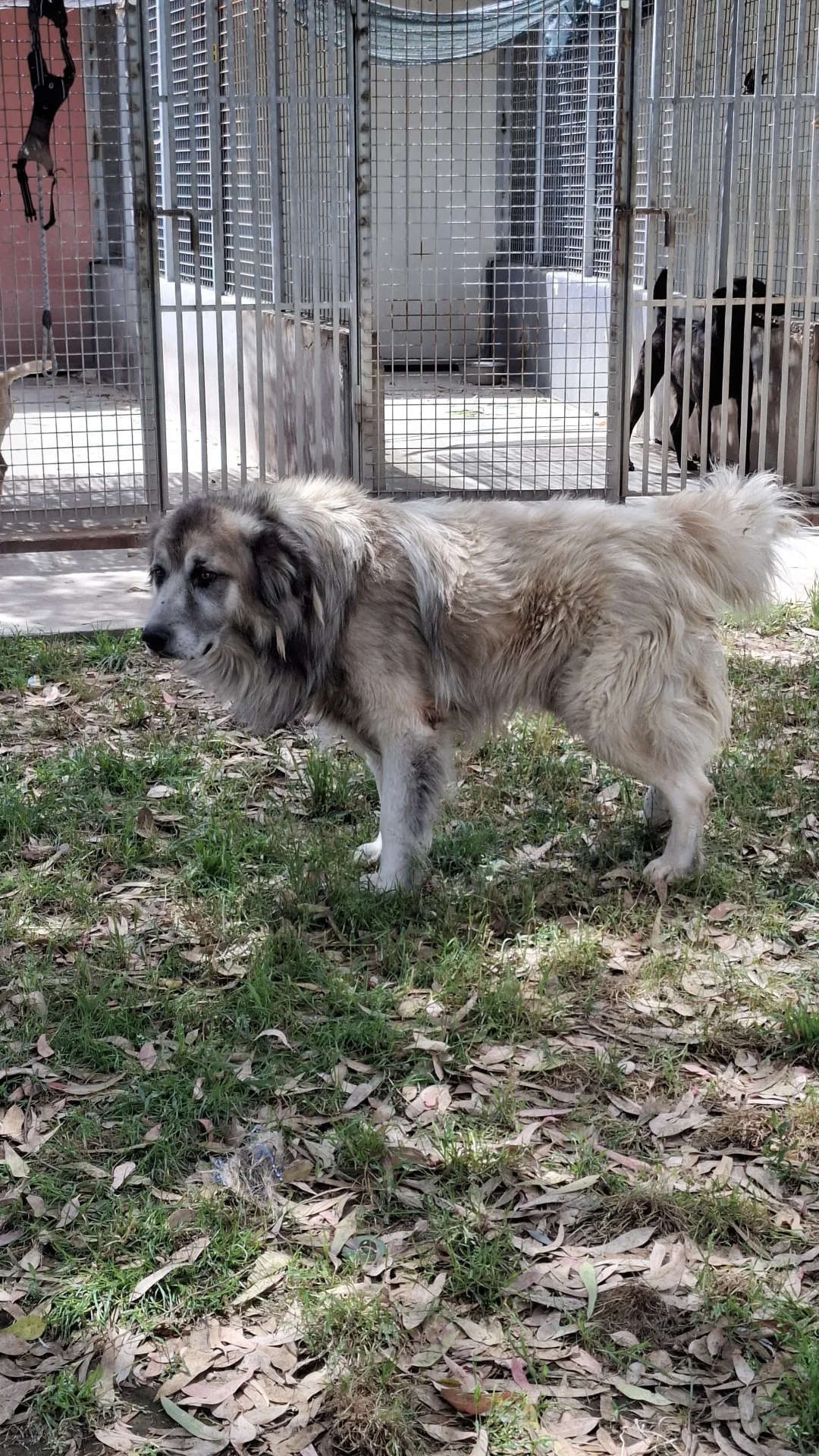Tiberio, cane Meticcio in adozione a Napoli - foto 3