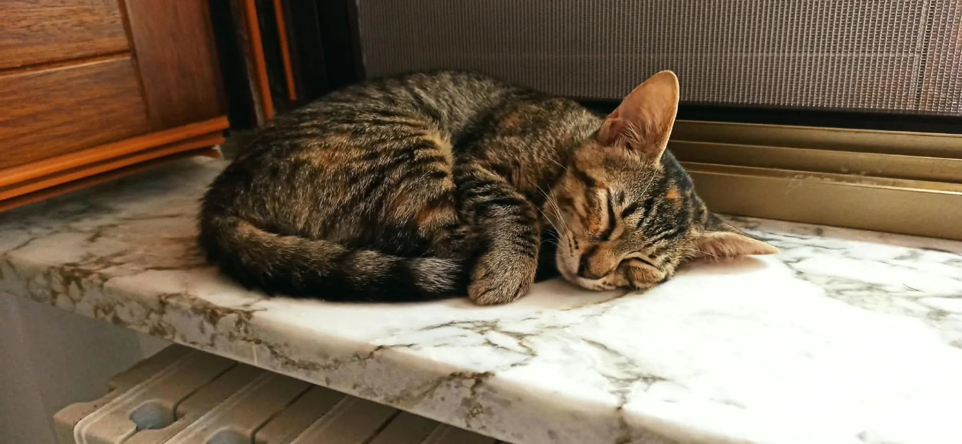 Coco, gatto Europeo in adozione a Crotone - foto 3