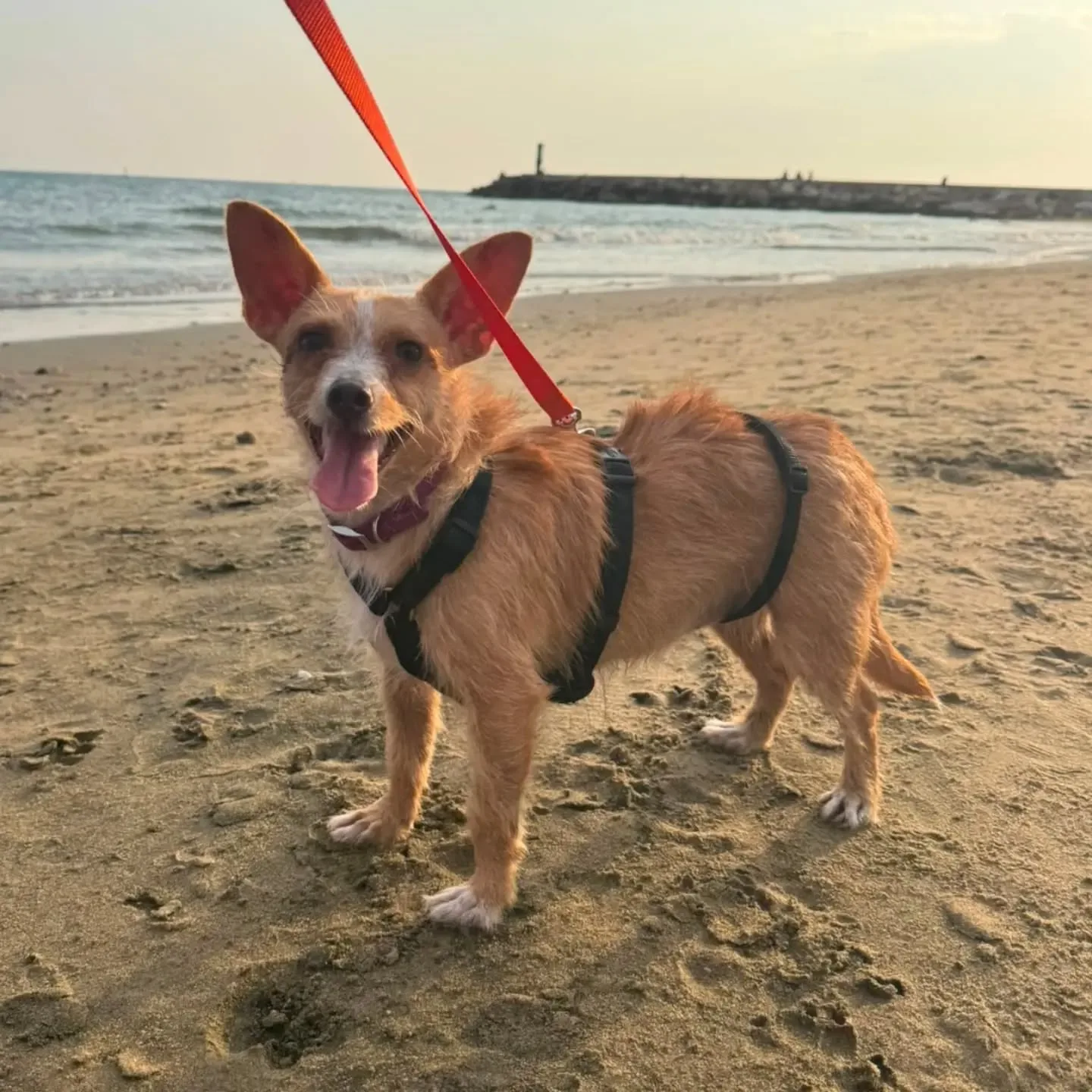 Agata, cane meticcio in adozione a Latina - foto 3