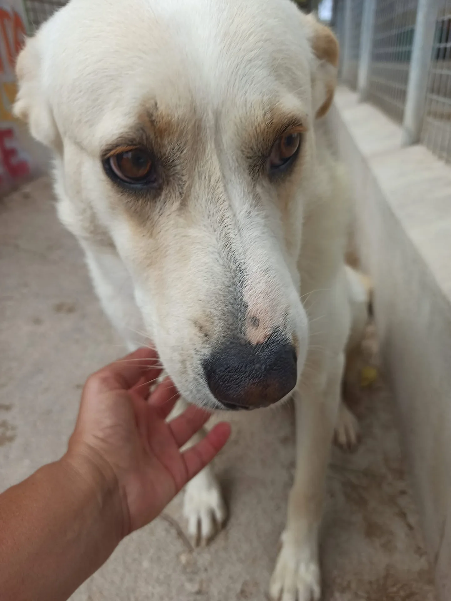 Dodo, cane meticcio in adozione a Bari - foto 4