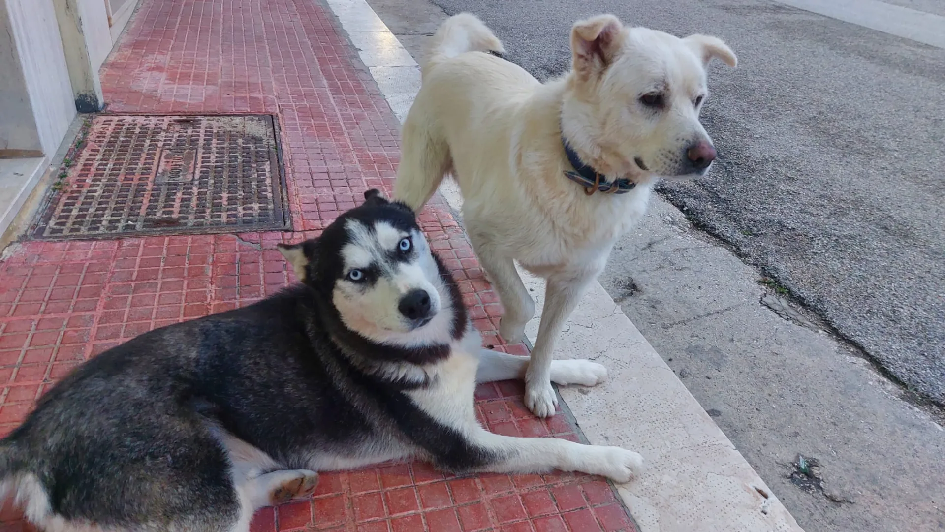 Ceres, cane Siberian husky in adozione a Trapani - foto 5