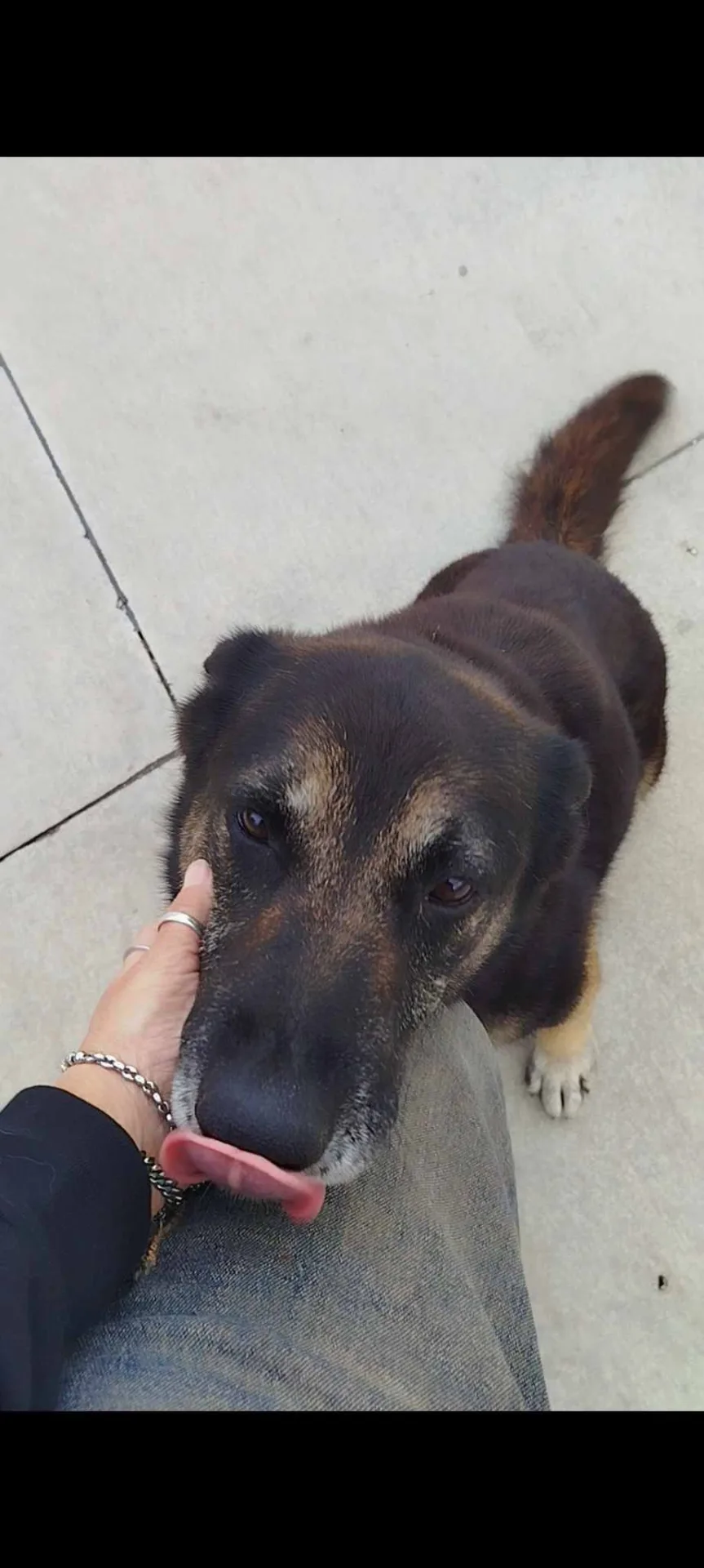 Bella, cane meticcio in adozione a Latina - foto 3