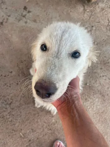 Pandino, cane meticcio in adozione a Latina - foto 1