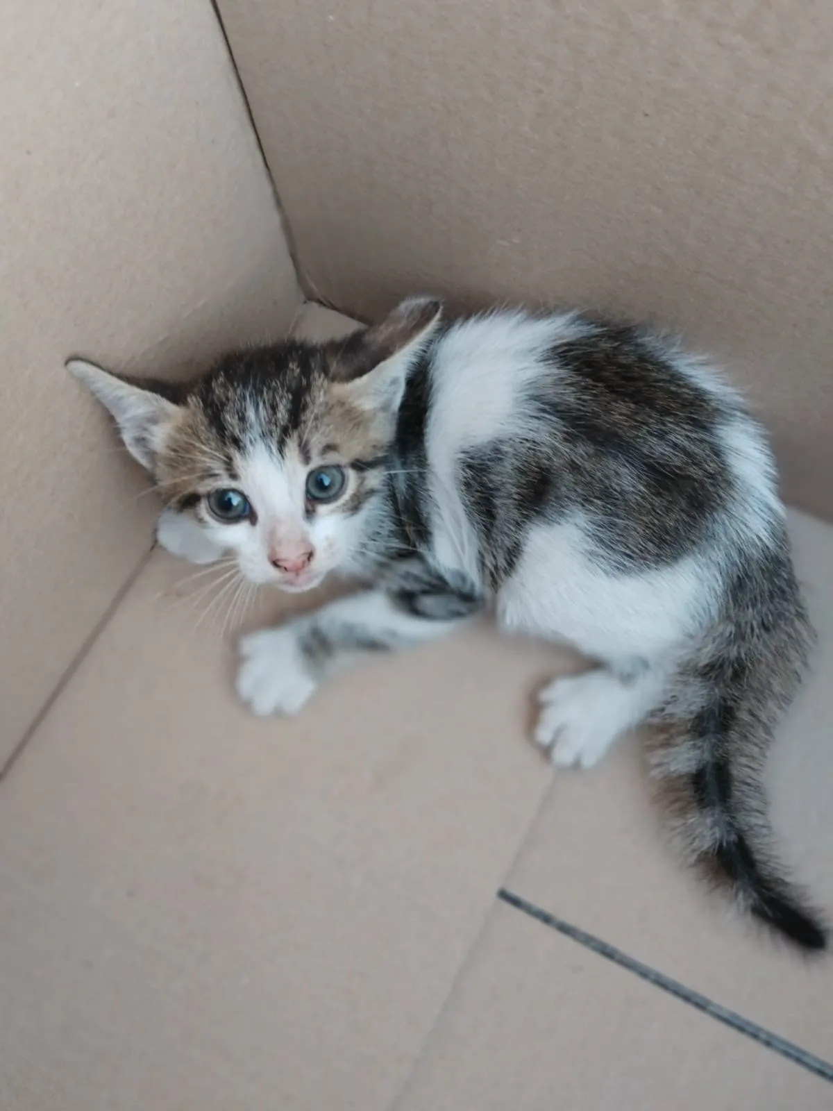 Kiko, gatto in adozione a Napoli - foto 1