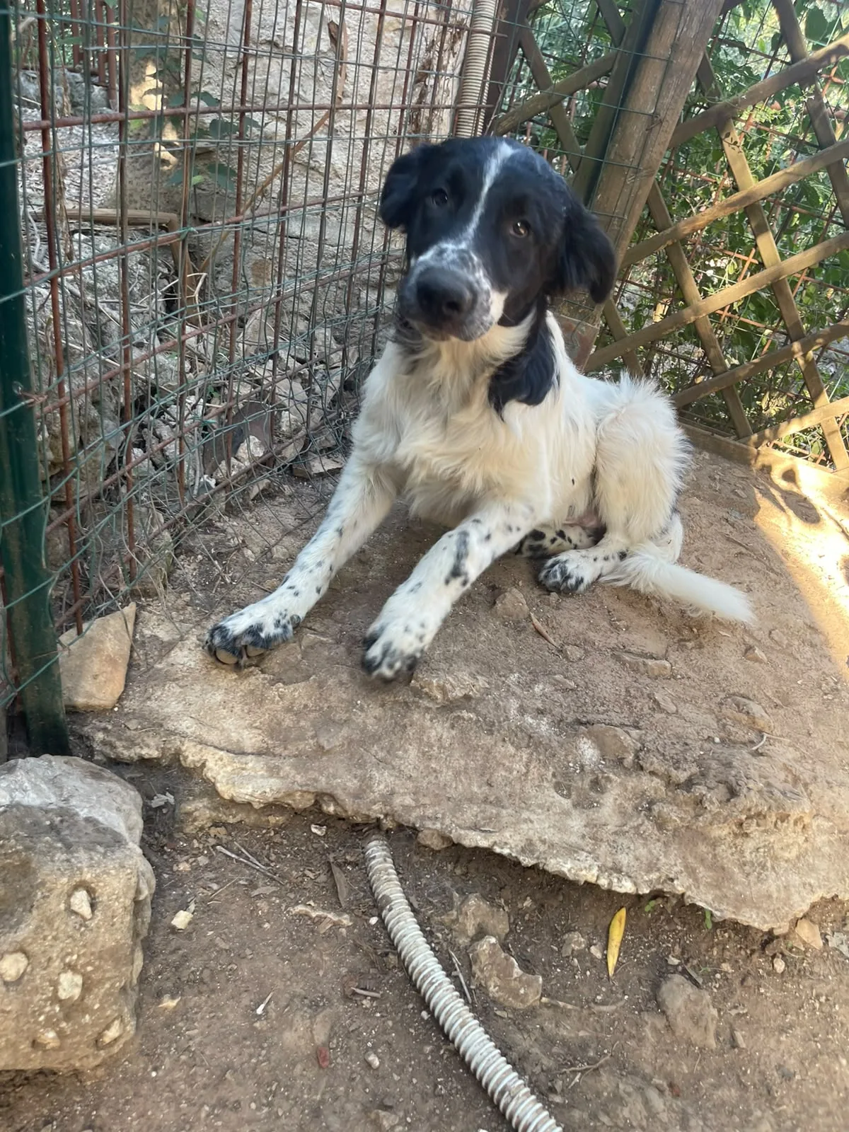 Zorro, cane meticcio in adozione a Frosinone