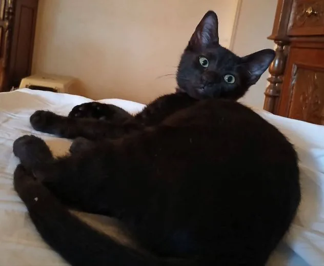 Pepe, gatto in adozione a Latina - foto 2