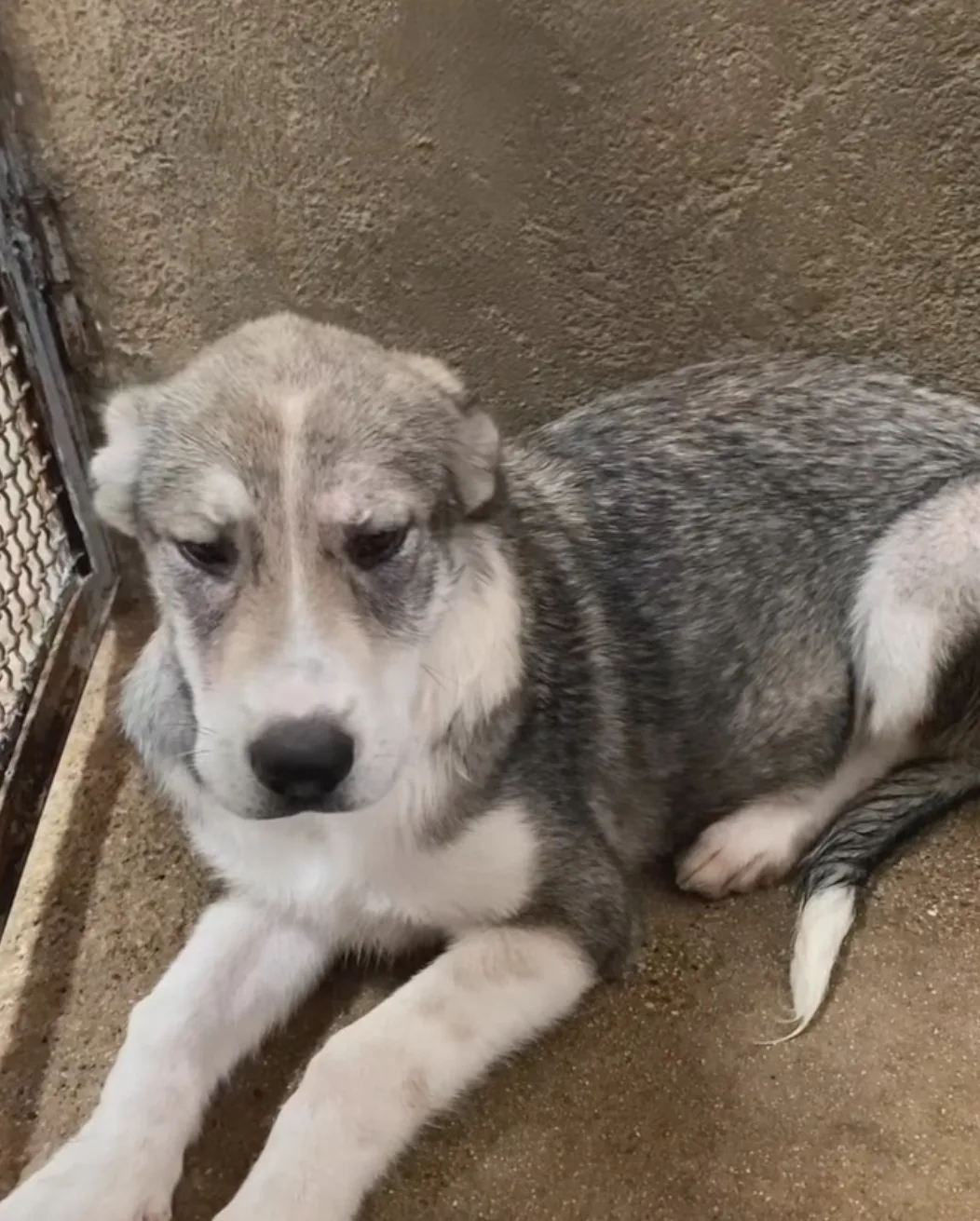 Giuggiola, cane Meticcia in adozione a Cosenza - foto 2