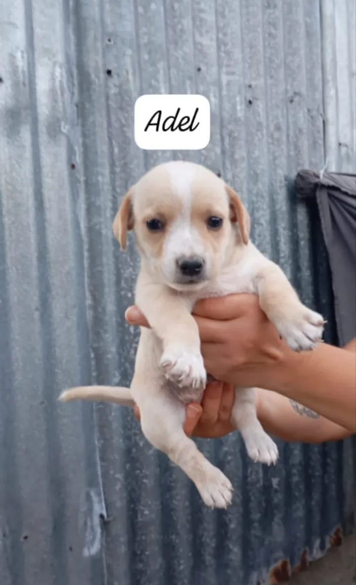 Adel, cane Meticcio in adozione a Avellino - foto 1